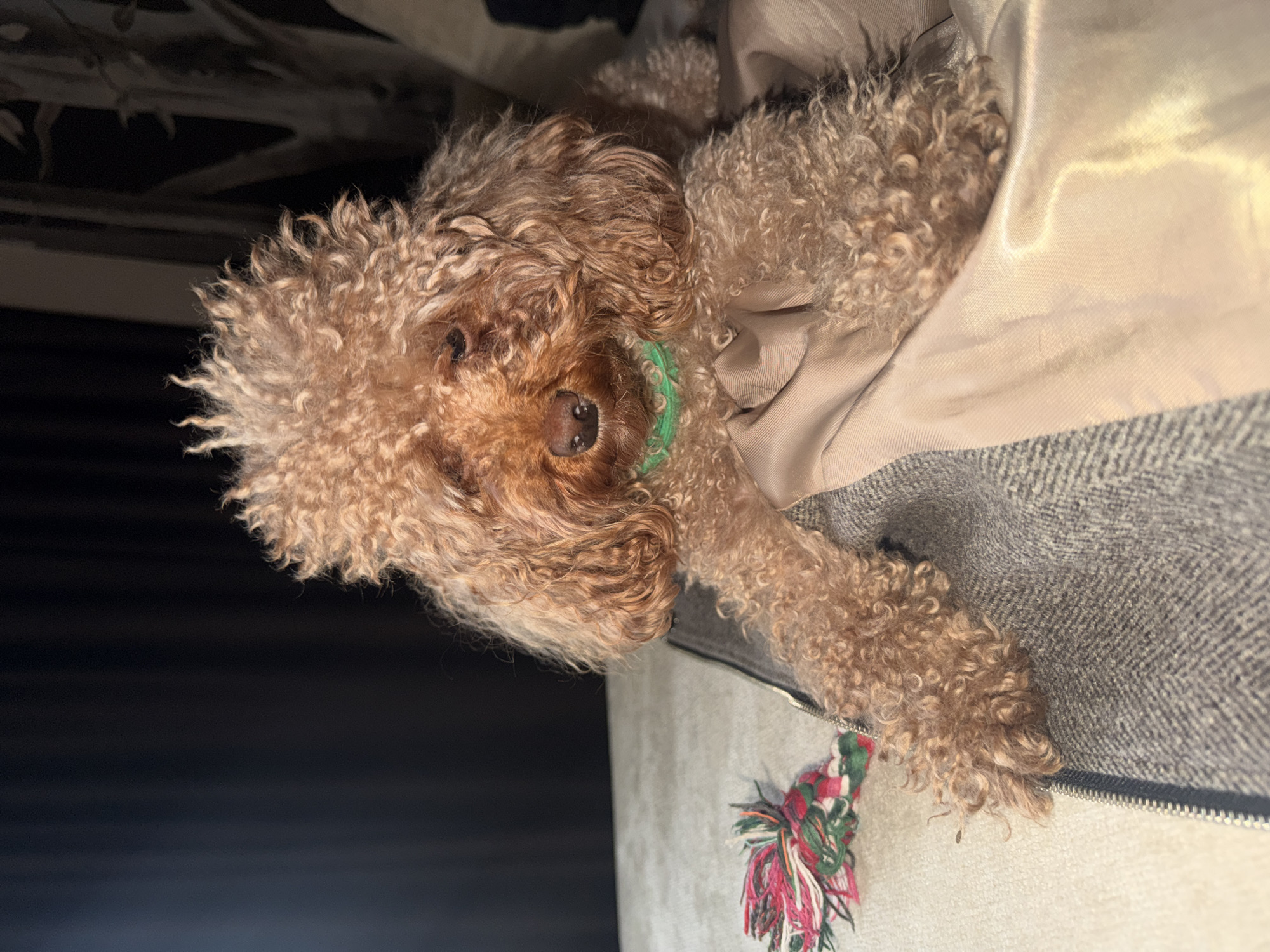 A medium shot depicts a light brown poodle with a green collar lying on a surface covered with a beige and gray patterned fabric. A multi-colored, tasseled toy sits near the dog's paws. The location and city are not specified in the image.