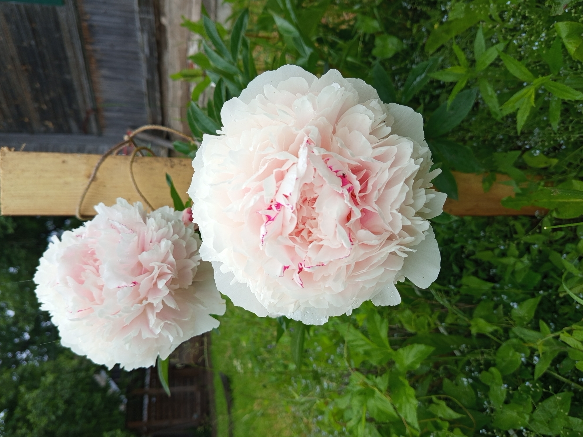In a garden in Ostrovtsy, Russia, two large, pale pink peonies are in full bloom, their delicate petals tinged with a deeper rose at the edges. The flowers are wet, suggesting recent rain, with tiny water droplets clinging to the petals. One peony is positioned prominently in the foreground, its lush bloom almost filling the frame, while another, slightly further back and to the left, is partially visible. Both flowers are supported by thin, wooden stakes. Behind the flowers, a weathered wooden fence and a rustic wooden building form the backdrop, their gray, weathered boards contrasting with the vibrant greenery of the garden. Lush green foliage, with some smaller, delicate blue flowers, surrounds the peonies. The overall impression is one of natural beauty and a peaceful, rural setting.