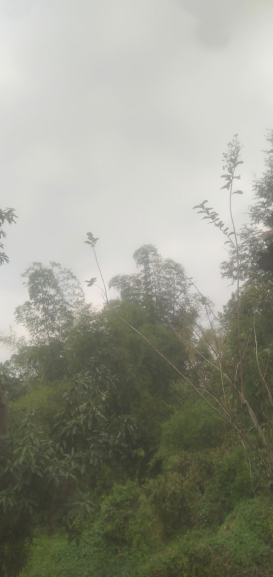 A low-angle, vertical outdoor shot shows a dense canopy of trees against a hazy, overcast sky in Plemahan, Indonesia. The foreground is dominated by the tops of tall, slender plants, some with delicate branches and leaves, reaching upwards. Behind them, a thick forest of bamboo and other trees creates a wall of dark green foliage. The atmosphere is muted, with diffused light suggesting a cloudy or foggy day. No people or animals are visible in the scene.