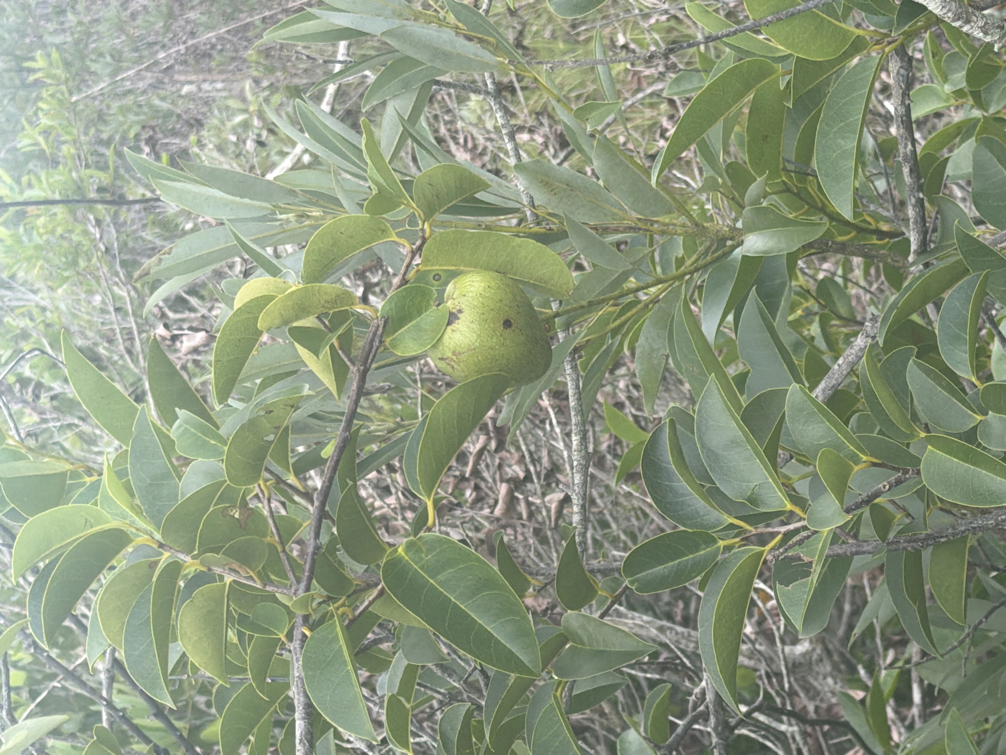 A medium shot captures a close-up view of a tree with green leaves and a single, greenish-yellow fruit hanging from a branch. The fruit is round and slightly bumpy, with a dark spot on its left side. The leaves are oval-shaped and have a glossy texture, with some exhibiting yellow-green edges. The branches are thin and woody, with a rough bark. In the background, the foliage of other plants is visible, creating a dense, natural environment. The overall scene suggests a natural setting, possibly a garden or a wild area.