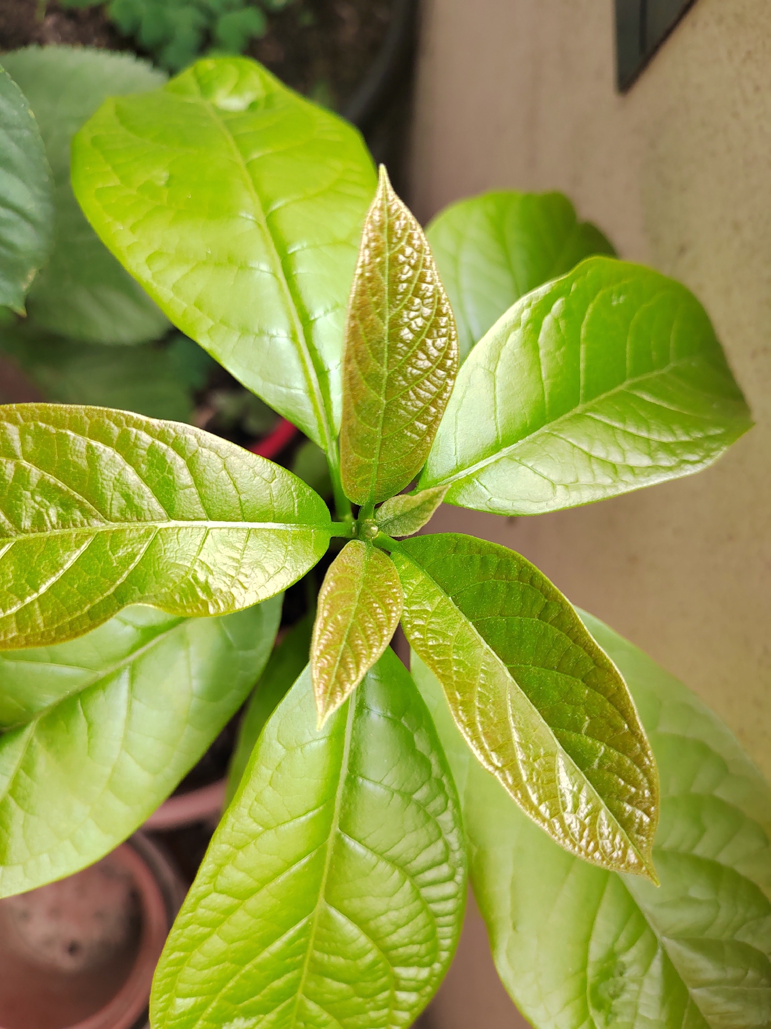 This is a close-up, overhead shot of a young avocado plant's new growth. The leaves are a vibrant green, with some younger leaves at the center exhibiting a reddish-brown hue and a textured, crinkled appearance. The older leaves are larger and smoother, with prominent veins. The plant appears to be healthy and is likely indoors or in a sheltered outdoor location, given the soft, diffused lighting and the blurred background which suggests pots and possibly a wall or fence. There are no people or text visible. The image captures the fresh, delicate stage of a plant's development. The setting is a still life, focusing on the natural beauty of the foliage.