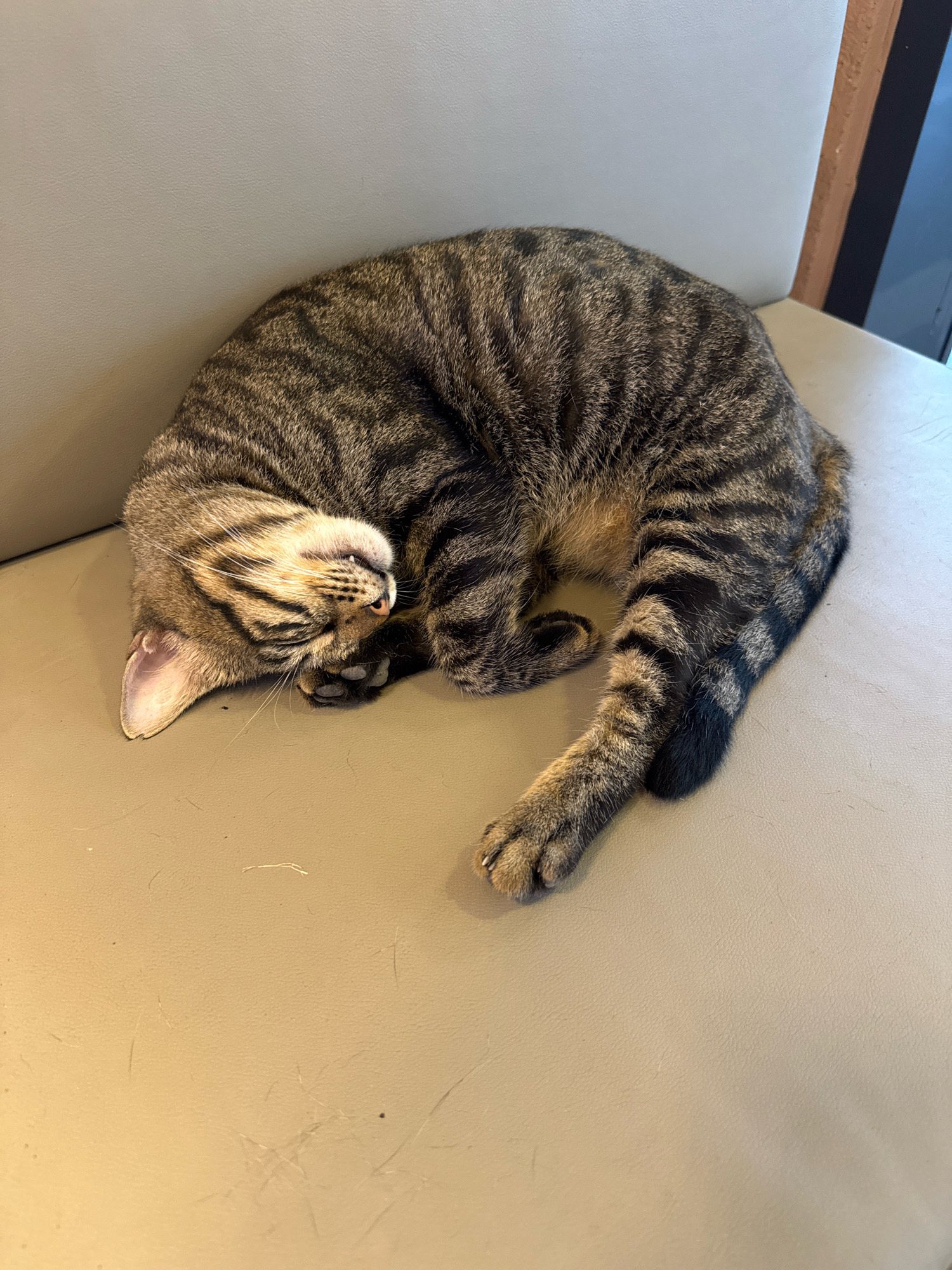 A tabby cat is curled up asleep on a neutral-colored surface, likely a sofa or chair. The cat's body is tucked in, with its head resting on its paws. Its fur displays classic tabby markings of brown, black, and tan stripes. The environment appears to be indoors, with a plain wall or furniture visible in the background. The scene is peaceful and depicts a common domestic moment.
