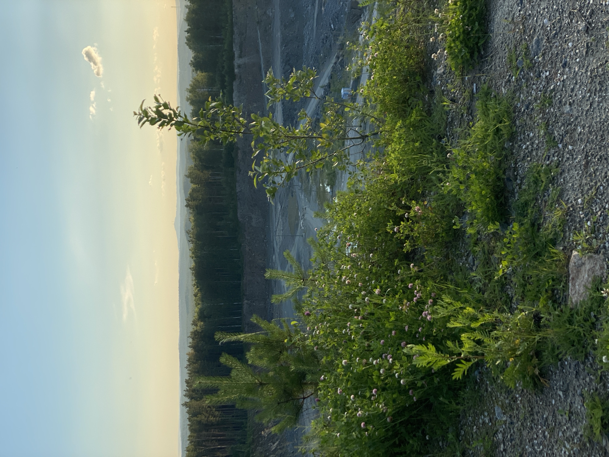 The image depicts a quarry in Yekaterinburg, Russia. In the foreground, lush green vegetation with small pink and white flowers grows on a gravelly embankment. Two young pine trees stand tall among the plants. In the mid-ground, the quarry floor is visible, with roads and exposed rock formations. Beyond the quarry, a dense forest of pine trees stretches across the horizon, leading to a hazy landscape of rolling hills under a pale blue sky with a few wispy clouds. The lighting suggests it is either early morning or late afternoon.