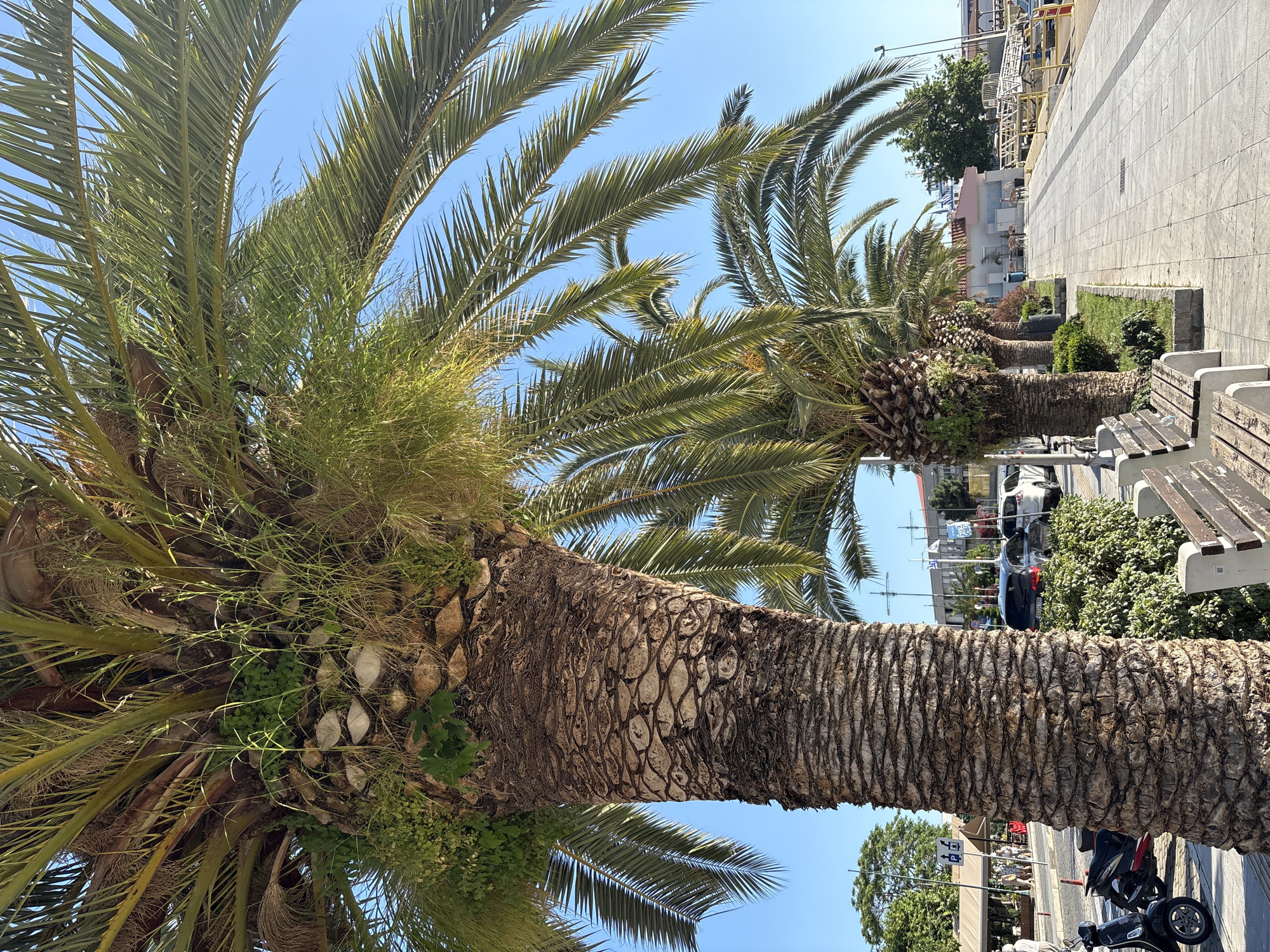 The image shows a row of palm trees lining a sidewalk in Kavala, Greece. The trees have thick, textured trunks. Benches are positioned near the trees. The sidewalk leads to a street with parked cars and buildings in the background. The sky is clear and blue. There are other trees and small patches of greenery interspersed between the palm trees and benches. A person and scooter are visible towards the lower right of the frame.