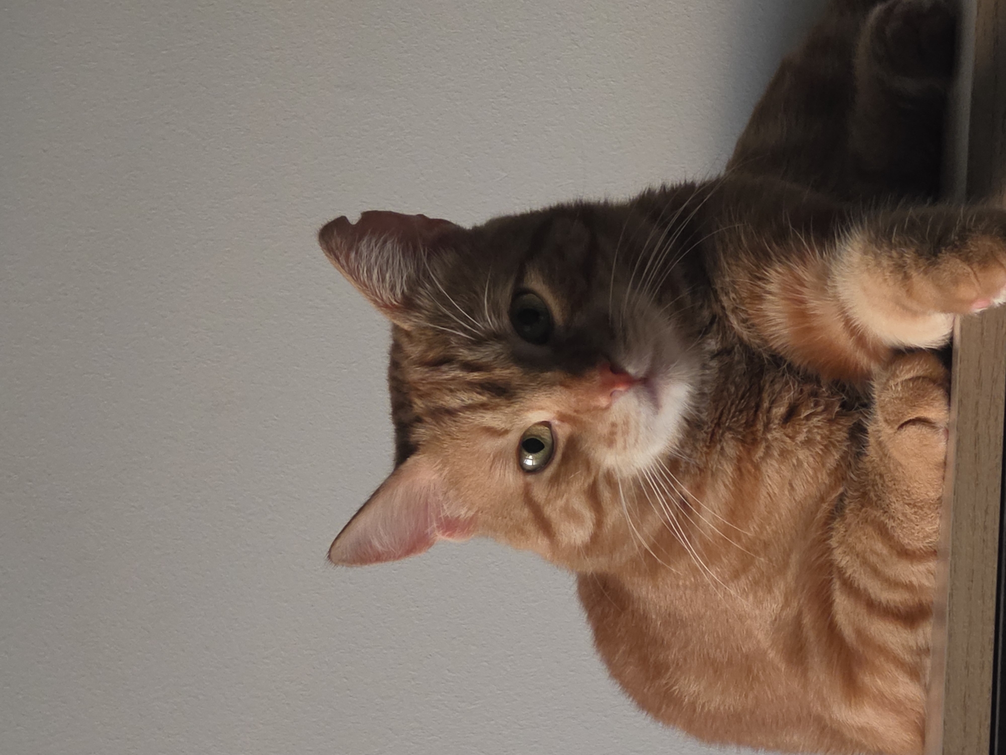 The image displays an adult orange tabby cat positioned centrally in the lower frame, resting on a flat, light-colored wooden surface against a plain, light grey wall. The cat faces directly towards the viewer with a neutral expression. Its fur is a vibrant orange with distinct darker tabby stripes visible on its head, flanks, and legs. The eyes are almond-shaped and appear amber or light green. The cat's right ear (viewer's left) has a noticeable notch or chip on the upper edge. Its front paws are tucked in, with the left paw slightly extended. White whiskers project from its muzzle. Lighting originates from the left, highlighting the cat's features and creating subtle shadows on its right side and the wall. No external or identifying features are present in the image to determine a specific geographic location, such as the city of Kyustendil, Bulgaria.