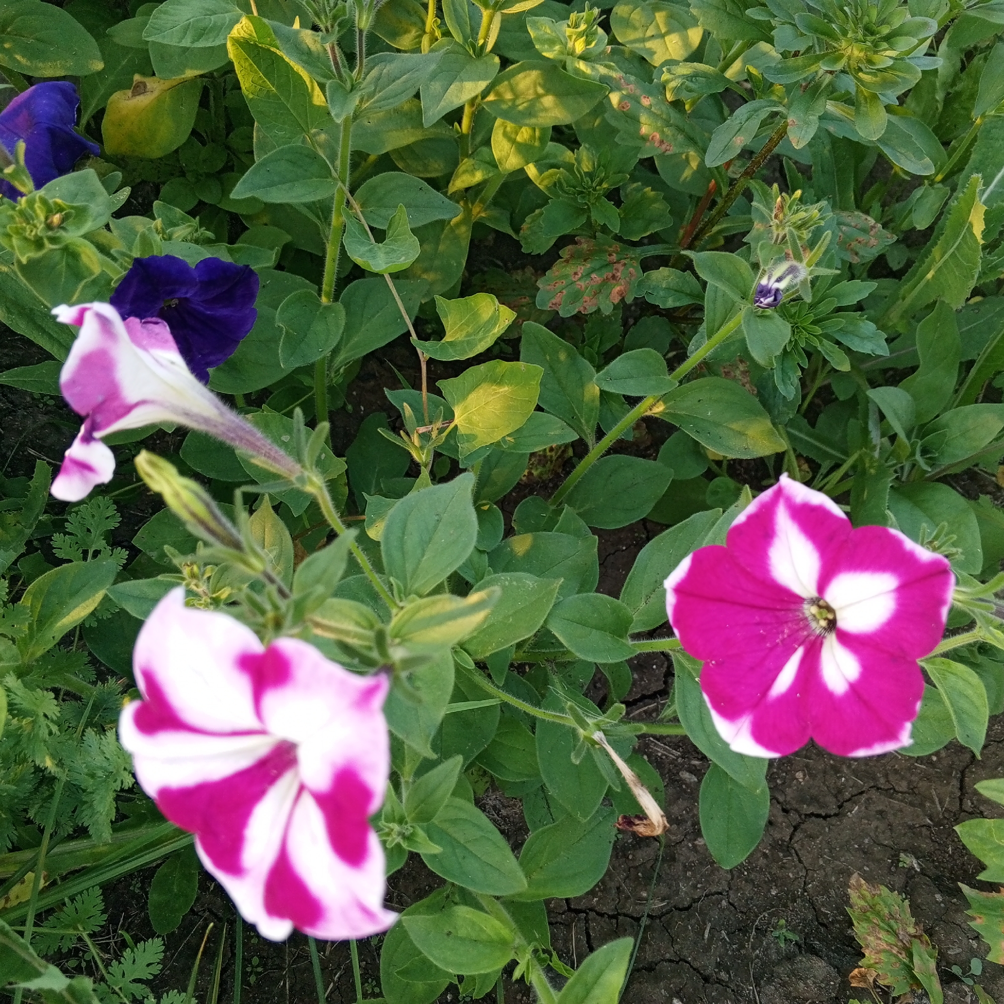 The image shows a close-up view of several petunia flowers and foliage. Two vibrant magenta and white petunias are in focus, with one on the right and another on the lower left, angled towards the viewer. A blurred, purple petunia is visible in the upper left quadrant, and another similar purple flower is partially seen behind it. The plants are growing in dark, cracked soil, suggesting a dry environment. The foliage is lush green, with some leaves showing signs of yellowing or spotting, indicating potential disease or nutrient deficiency. The lighting suggests it is either early morning or late afternoon, with warm sunlight illuminating the leaves from the left. The scene appears to be a garden bed in an outdoor setting. The image does not contain any people or specific landmarks that would allow for precise location within Sayanogorsk, Russia.