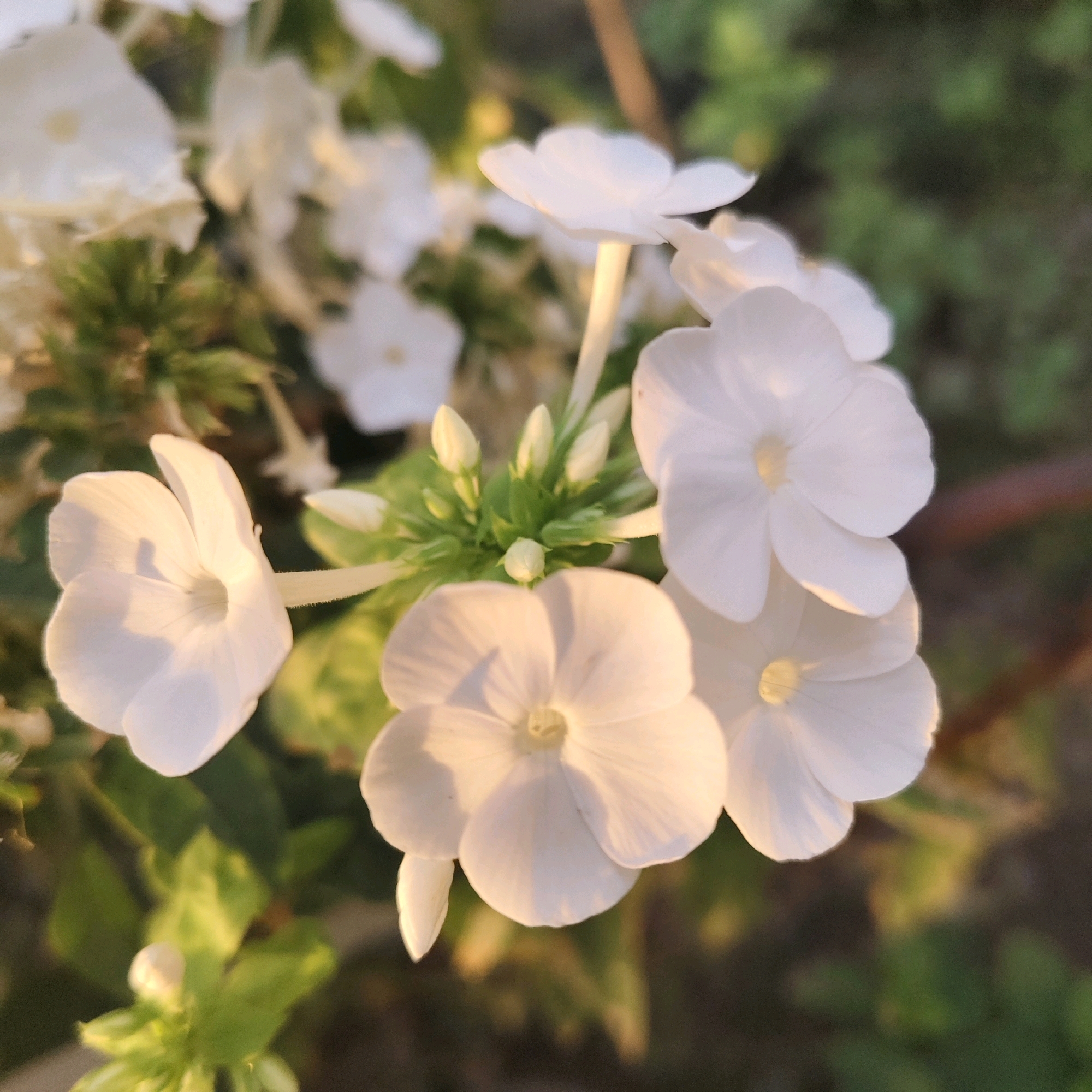The image displays a close-up view of a cluster of white flowers, likely Phlox, set against a blurred green and brown background. Several flowers are in full bloom, with delicate, translucent petals catching the warm light. One flower in the foreground is partially open, revealing its center. Surrounding the open blossoms are several unopened buds, clustered together on a green stem. The overall impression is one of natural beauty and tranquility. The image was taken in Khankurgan, Uzbekistan.