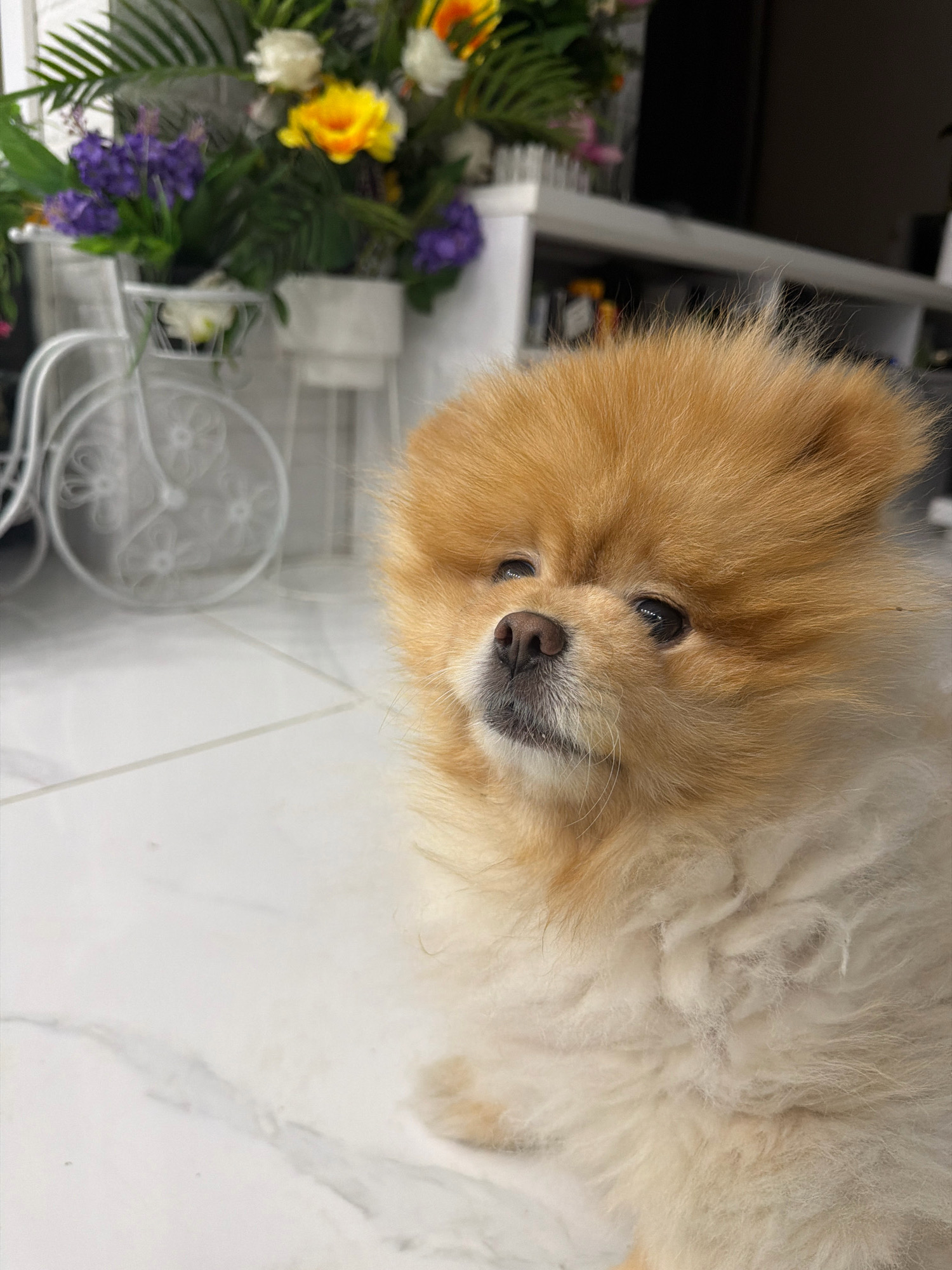 A close-up, eye-level shot focuses on the face of a light brown Pomeranian dog sitting on a white marble-tiled floor. The dog's fur is fluffy and extends over its head and body. Its dark eyes are looking upwards and slightly to the left, with its nose pointed in the same direction. The dog's snout is lighter brown with white fur around its mouth. In the background, blurred floral arrangements are visible, featuring purple, yellow, and white flowers. A white wire bicycle planter is also present, with a planter basket containing white flowers. The overall scene suggests an indoor setting.