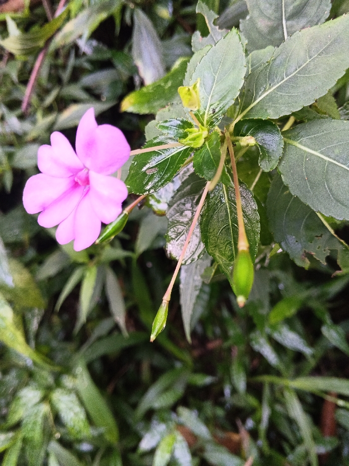 The scene depicts a close-up of plant foliage, identified as being in Mengzi City, China. A single, vibrant pink five-petal flower, approximately 3-4 cm in diameter, is prominently positioned on the left side of the frame, exhibiting a darker pink center. The surrounding environment consists of dense, green leaves, many of which appear glossy with moisture. Visible on the foliage are multiple small, elongated green seed pods or developing buds suspended from thin, reddish-brown stems. A small, light green caterpillar or larva, approximately 0.5-1 cm in length, is present on a leaf directly above and slightly to the right of the pink flower. Additionally, several minute dark specks, consistent with small insects, are scattered on various leaves, particularly in the upper right quadrant of the image. The background foliage is softly blurred, indicating a shallow depth of field.