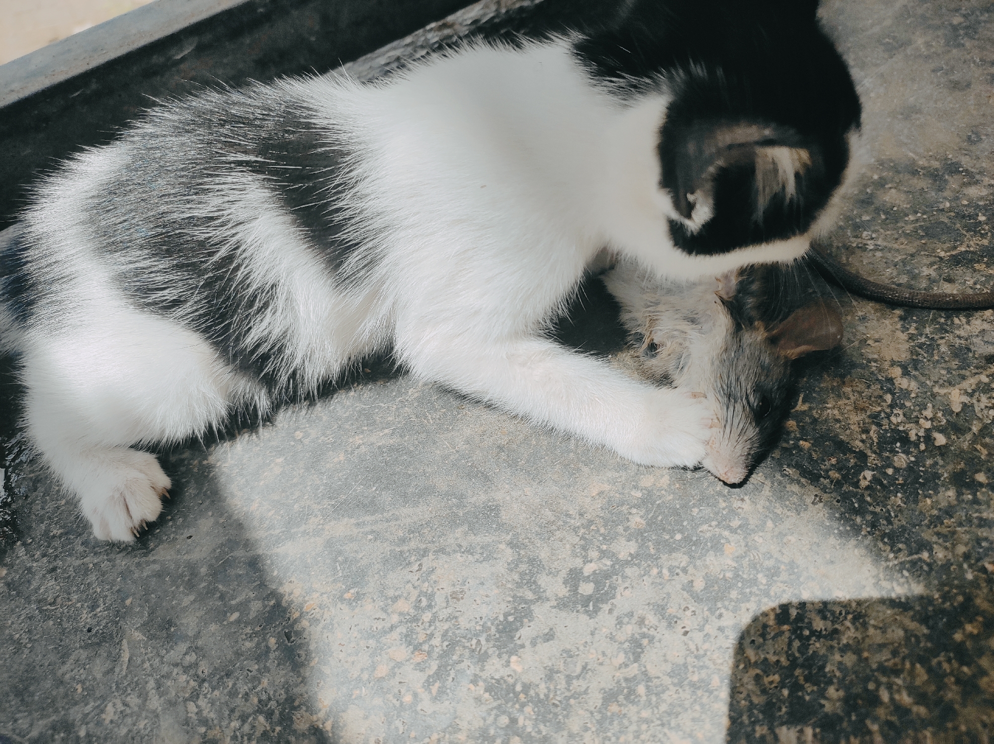 A black and white cat lies on a concrete surface in Jos, Nigeria. The cat is lying on its side with a dead mouse near its head. The location is outdoors, with a dark surface along the top edge of the frame.