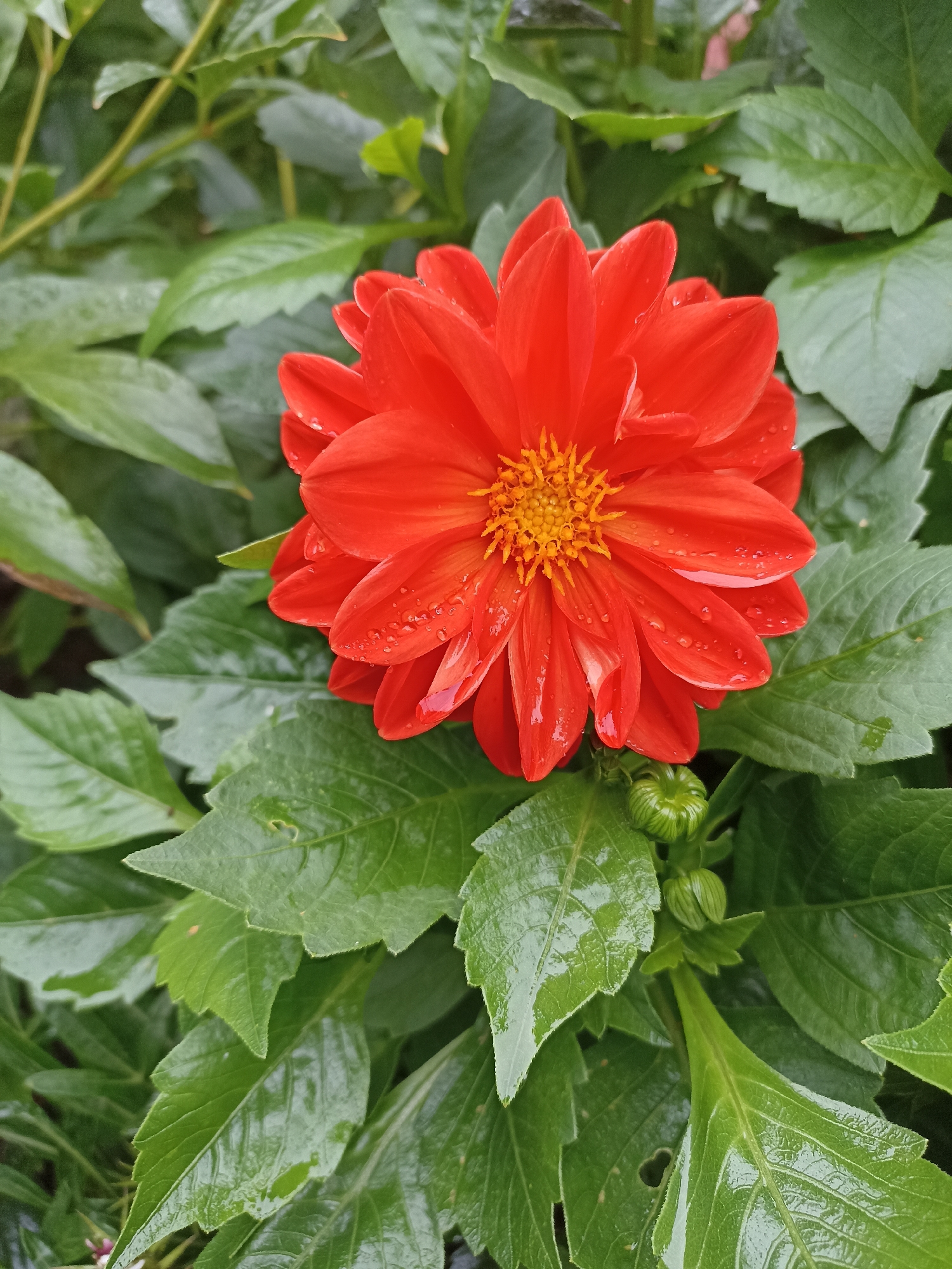 This is a close-up, eye-level, outdoor, medium shot photograph of a bright red dahlia flower. The flower has many layered petals, with some droplets of water visible on them. The center of the flower is a cluster of smaller, yellow florets. The flower is surrounded by lush, green leaves, which also appear to be wet. There is a green flower bud visible below the main flower. The lighting is natural, and the focus is sharp on the flower. The image is taken in the city of Mochische, Russia. There are no people or animals present in the image. The environment suggests a garden or natural setting.