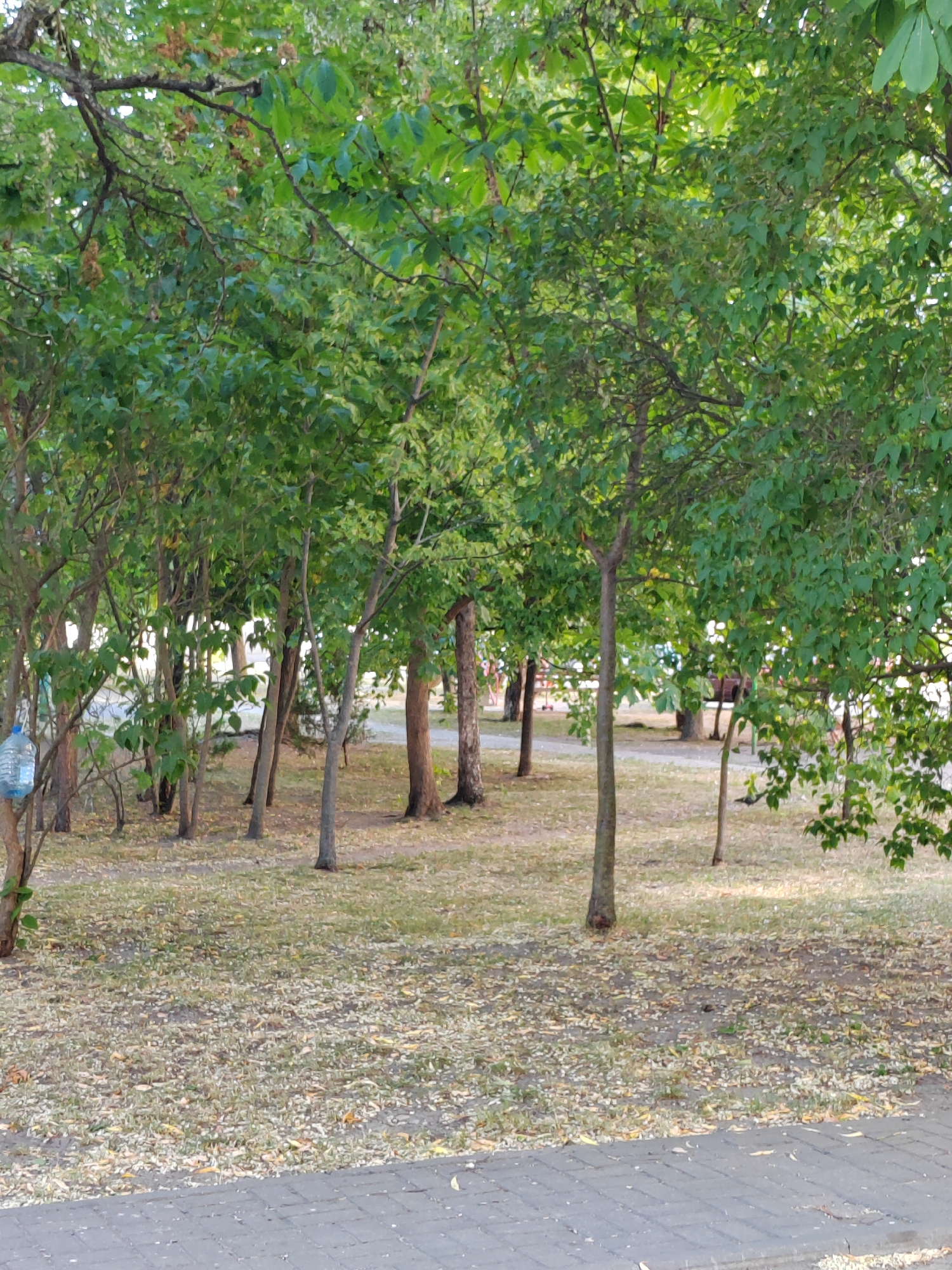 The image depicts a park or a green area within the city of Brest, Belarus. The scene is dominated by trees with lush green foliage, casting shadows on the ground which is covered with dry leaves and some grass. In the foreground, a paved pathway made of grey bricks is visible. The pathway has a textured pattern. In the middle ground, the trunks of several trees are visible, varying in thickness and height, with their branches extending upwards and outwards. A plastic bottle filled with liquid is hanging from a tree branch on the left side of the image. In the background, there are more trees and glimpses of what appears to be a road or another pathway, with faint outlines of distant structures or vehicles. The overall lighting suggests it is daytime, likely during the late afternoon or early evening, given the soft light and shadows. The atmosphere is calm and serene, characteristic of a public park.