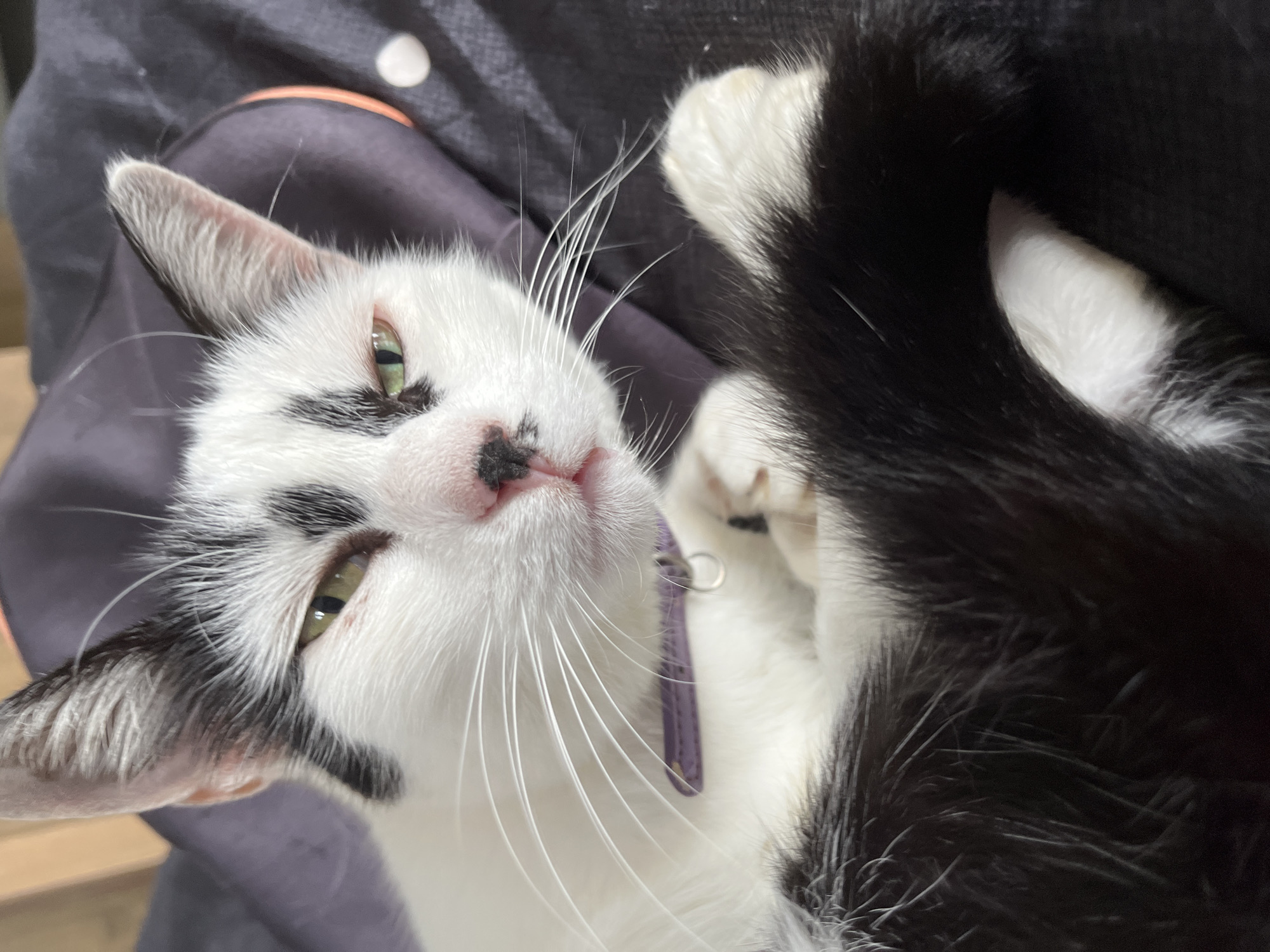 In Ureki, Georgia, a close-up, eye-level shot captures a black and white cat resting. The cat is facing the camera, with its head slightly tilted and eyes partially closed, giving it a sleepy or judgmental expression. Its fur is predominantly white with black patches on its head, ears, and a notable black spot on its nose. The cat wears a purple collar with a silver tag. Its paws are tucked in, and its black tail is curled around its body. The background is dark and appears to be fabric, possibly a cushion or blanket, with hints of a round, orange object visible on the right side. The lighting is soft, highlighting the cat's features and the texture of its fur.