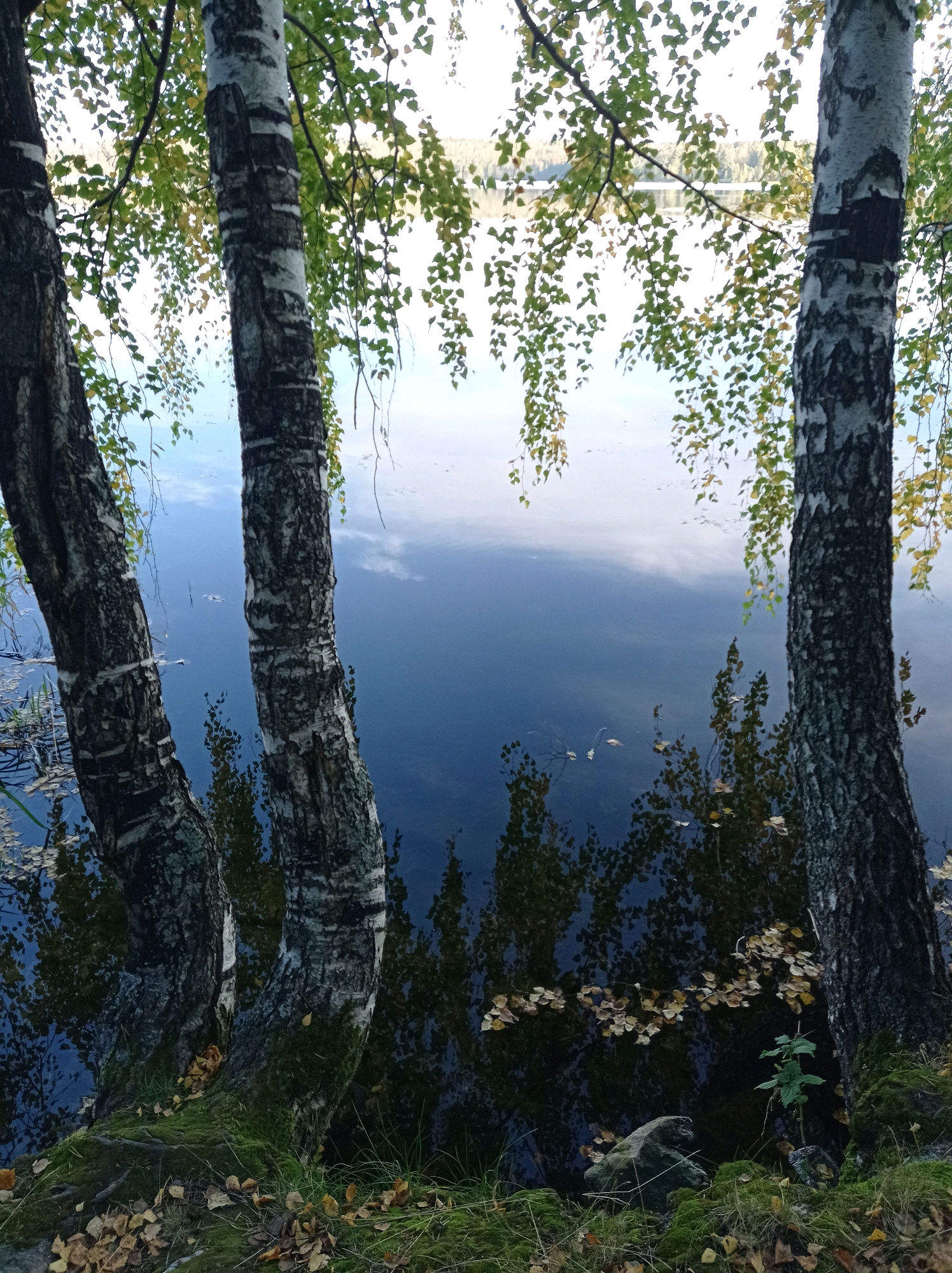 A close-up, ground-level shot features three birch trees with distinctive white and black bark dominating the foreground. Their branches, adorned with sparse green and yellowing leaves, hang over a calm body of water. The water's surface reflects the sky and the trees, creating a mirror image that adds depth to the scene. Fallen leaves are scattered on the grassy bank and floating on the water. The background shows a blurred landscape of trees and a faint horizon line under a bright sky. The scene evokes a natural, serene atmosphere, typical of a lakeside setting in a rural or park area, possibly near Degtyarsk, Russia, known for its natural beauty. There are no people or animals visible in the frame.