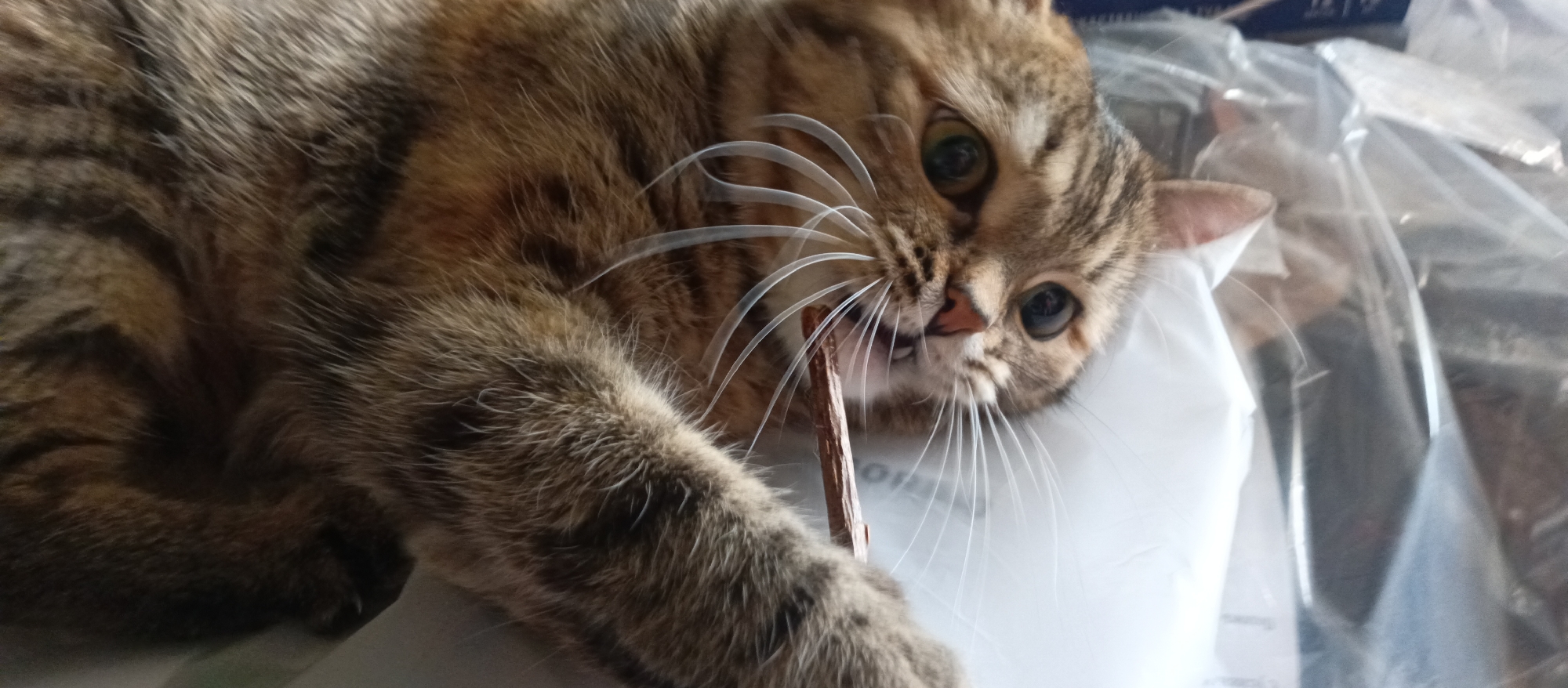 A tabby cat lies on its side, chewing on a stick. The cat has brown and black stripes and long white whiskers. Its eyes are wide and its mouth is open, showing its teeth. The cat is lying on a white surface, possibly a blanket or a piece of clothing. In the background, there are some plastic bags. The image is taken from a close-up perspective, focusing on the cat's face. The overall impression is one of playful mischief. There is no information in the image that would indicate its location in Chaikovsky, Russia.