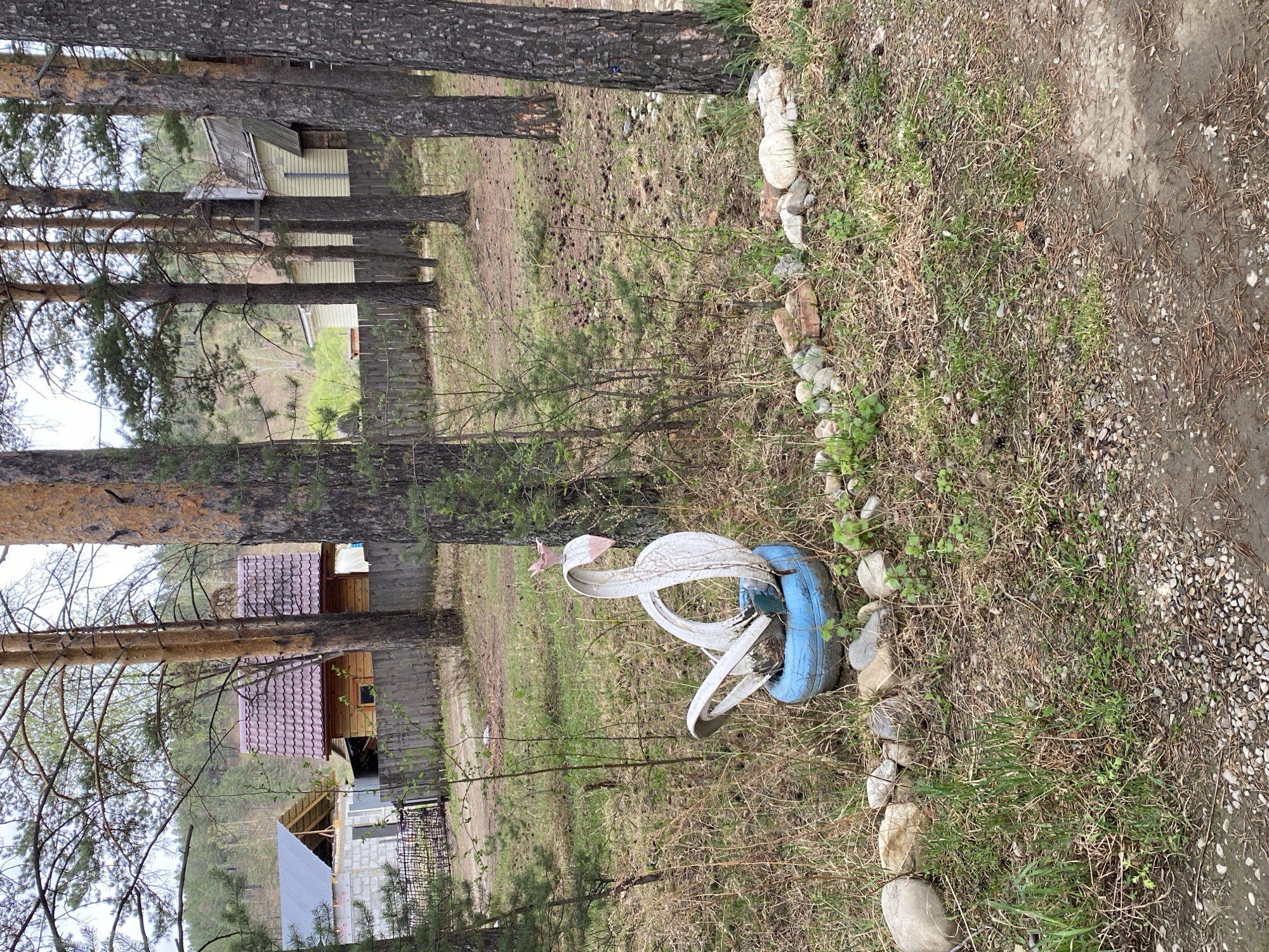 The scene is located in Shelekhov, Russia. The image captures a rural or semi-rural environment with pine trees in the background, suggesting a wooded area. Several houses are visible through the trees. In the foreground, there is a decorative swan made from tires. The tire swan is white with a blue base and a red detail on its head, possibly representing a beak or crown. The swan is positioned on the edge of a patch of grass and dry vegetation, which is bordered by rocks. The right side of the scene shows a gravel path or road. The overall impression is of a simple, perhaps amateur, form of yard art in a natural setting.
