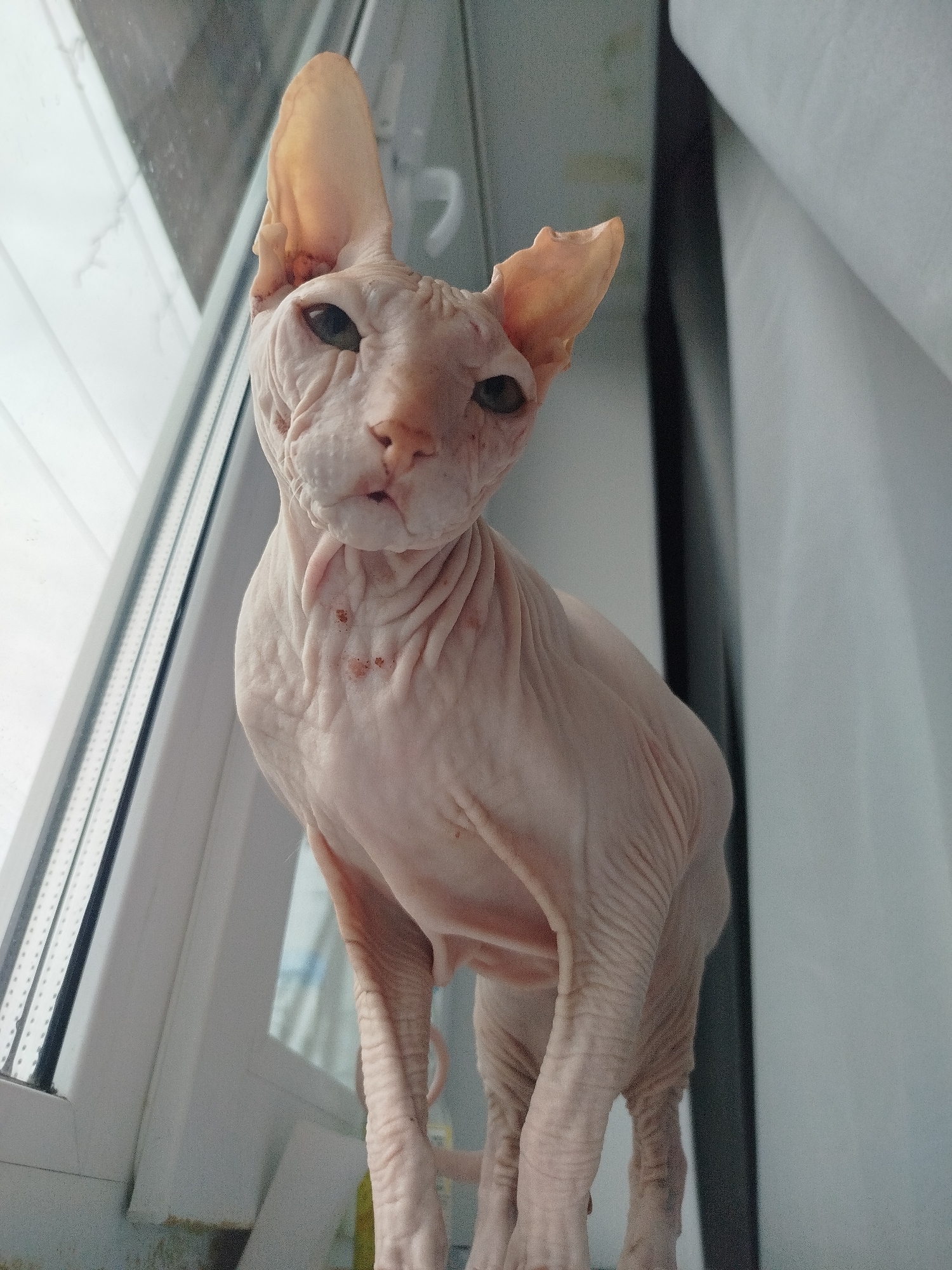A sphynx cat with pale pink skin and large ears is perched on a windowsill. The cat is looking directly at the camera with its head tilted. The windowsill appears to be made of white plastic, and behind the cat, a sheer white curtain hangs. A window with a view of a blurred, outdoor scene is visible to the left. The image is an indoor shot, and the lighting suggests it was taken during the day. There is no information available regarding the location in Zavodoukovsk, Russia.