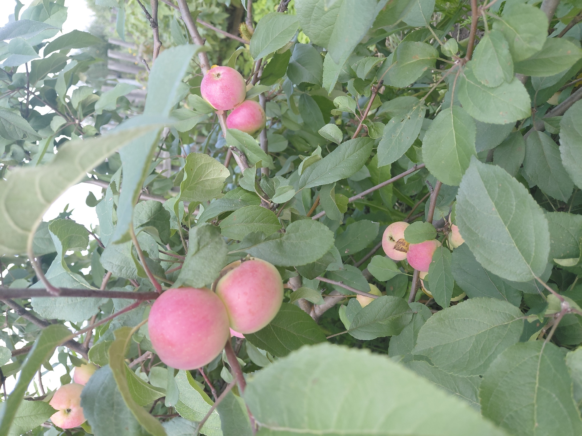 In Malinovka, Russia, an apple tree branch is laden with several ripe apples. The apples are primarily pink with some green undertones and are clustered together amongst lush green leaves. A wooden fence is visible in the background, suggesting a rural or suburban setting. The lighting indicates it is daytime, with natural light filtering through the foliage.