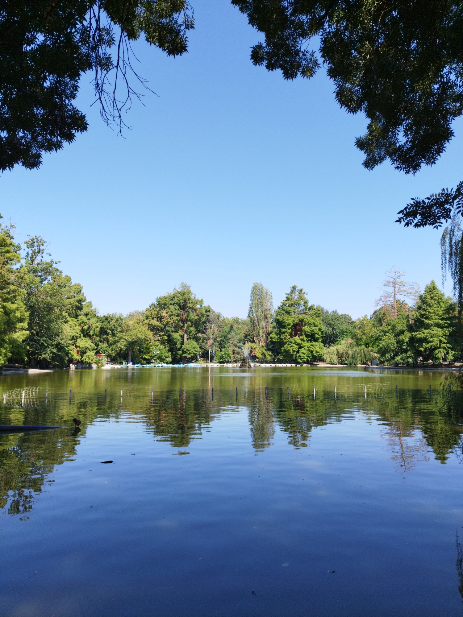 The image depicts a serene view of a lake within Herăstrău Park (now King Michael I Park) in Bucharest, Romania. The foreground is dominated by the calm surface of the lake, reflecting the lush greenery of the trees that line its banks and the clear blue sky above. In the middle ground, a line of small boats, likely paddle boats, are visible on the water, suggesting recreational activity. The background is a dense expanse of various trees, creating a verdant backdrop. The overall scene is one of natural beauty and tranquility, typical of a well-maintained city park on a clear day.