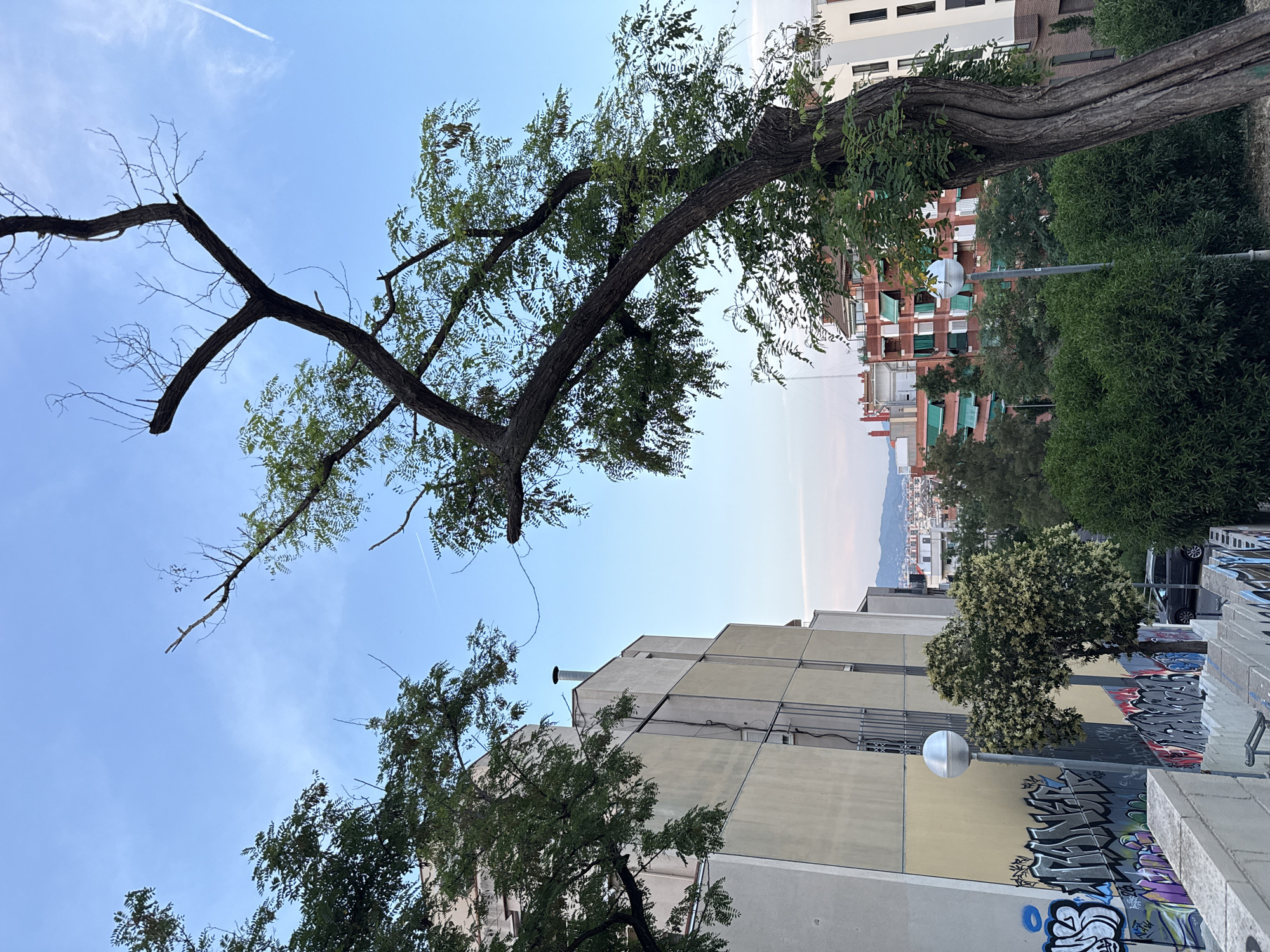 This image shows a view of the city of Barcelona, Spain. The scene is dominated by a large, gnarled tree in the foreground, its branches reaching towards a blue sky with wispy clouds and a faint contrail. The tree's trunk is thick and twisted, with rough bark. Behind the tree, to the left, is a multi-story building with a light beige and yellow facade, featuring various window structures and a chimney. The building's wall on the lower left is covered in graffiti. To the right of this building and slightly further back, a street lamp with a spherical light fixture stands next to a smaller tree with white blossoms. In the midground and background, other city buildings with red and white facades, green awnings, and numerous windows are visible, nestled among lush green trees. The distant horizon shows a hazy view of more buildings and hills. The overall atmosphere suggests an urban environment in the late afternoon or early evening.