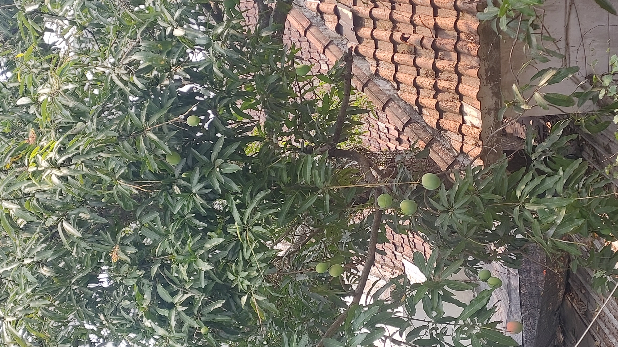 This is a vertical, eye-level, medium shot of a mango tree with several unripe green mangoes and one ripe orange mango hanging from its branches. The tree is situated in an outdoor setting, likely a residential area, with parts of a tiled roof and some other structures visible in the background. The leaves of the mango tree are lush and green, creating a dense canopy. The lighting suggests it is daytime, possibly late morning or early afternoon, with soft sunlight filtering through the leaves. The scene is devoid of any people or animals. The overall impression is one of a natural, domestic environment within a town or city.