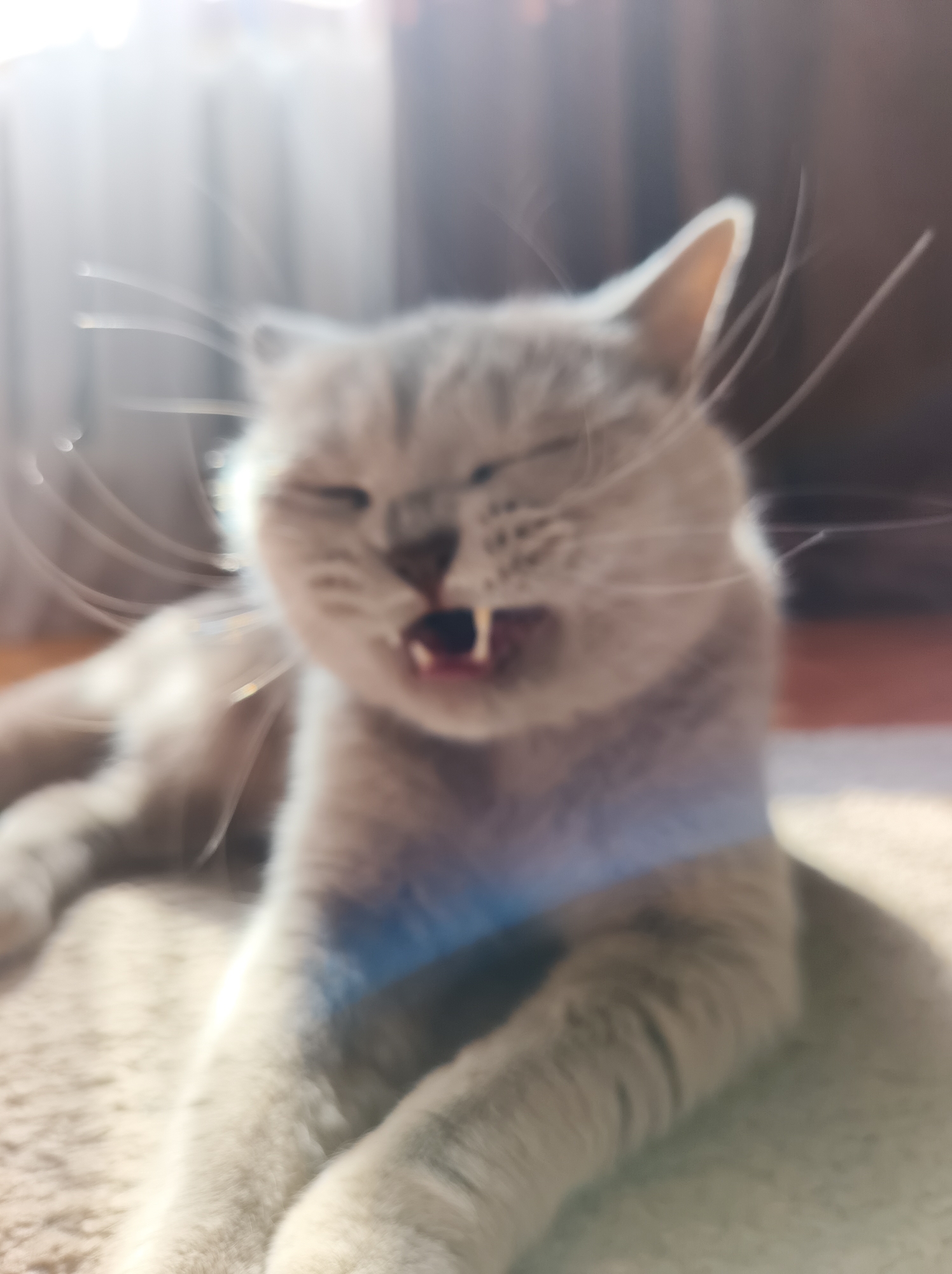 A close-up, blurred, vertical, eye-level medium shot captures a light gray cat yawning. The cat's mouth is wide open, revealing its pink tongue and sharp teeth. Its eyes are squeezed shut. Long, white whiskers extend outward from its face, appearing blurred due to motion. The cat is lying on a textured, light-colored surface, possibly a carpet or rug. In the background, out-of-focus elements suggest an indoor environment with sheer curtains and a darker surface that could be furniture or a wall. Sunlight streams in from the left, creating lens flare and highlighting the cat's fur and whiskers. The overall impression is one of candidness, capturing a fleeting moment of the cat's natural behavior in a domestic setting. There is no information in the image that would indicate the location in the city of Ternopil, Ukraine.