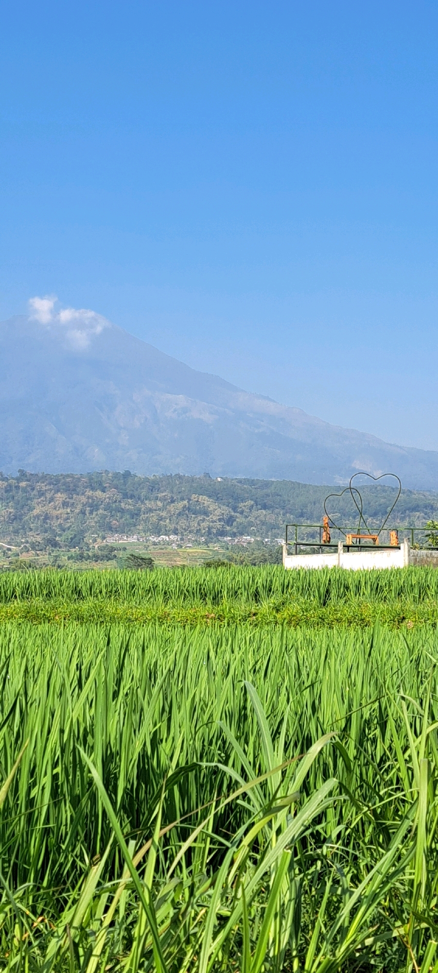 In Sukoreno, Indonesia, a vibrant green rice field dominates the foreground under a clear blue sky. In the mid-ground, a raised white platform features a small wooden table and chairs, flanked by two stylized metal heart sculptures. Behind this scenic spot, rolling hills covered in lush greenery and scattered houses create a picturesque backdrop, leading to the hazy silhouette of a large mountain in the distance. A wisp of cloud clings to the mountain's peak, adding a touch of drama to the serene landscape.