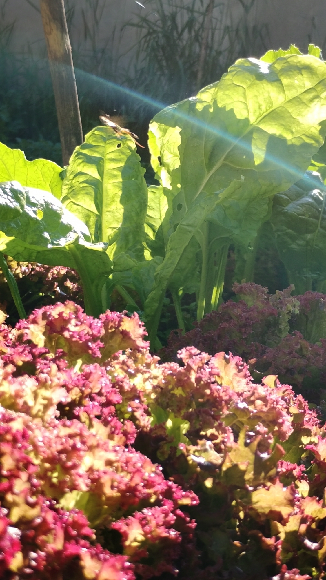 A close-up, eye-level shot shows a garden bed with two distinct types of leafy green vegetables. In the foreground, a dense patch of red lettuce with ruffled leaves is prominently displayed. The lettuce exhibits a vibrant spectrum of colors, ranging from deep red at the edges to lighter pinks and yellow-green at the base of the leaves, with some water droplets visible on the surface.
Behind the lettuce, a row of larger, lighter green leafy plants, possibly Swiss chard, grows tall. Sunlight shines through these leaves, creating a luminous effect and highlighting the veins and textures of the foliage. A thin, vertical wooden stake is visible to the left of these plants, possibly a support for the vegetables. The background is out of focus, showing more greenery and a wall or fence. A rainbow-like lens flare streaks across the upper right portion of the image, indicating strong sunlight. No people are present in the image. The overall scene depicts a healthy, sun-drenched vegetable garden, likely located in a suburban or rural setting.