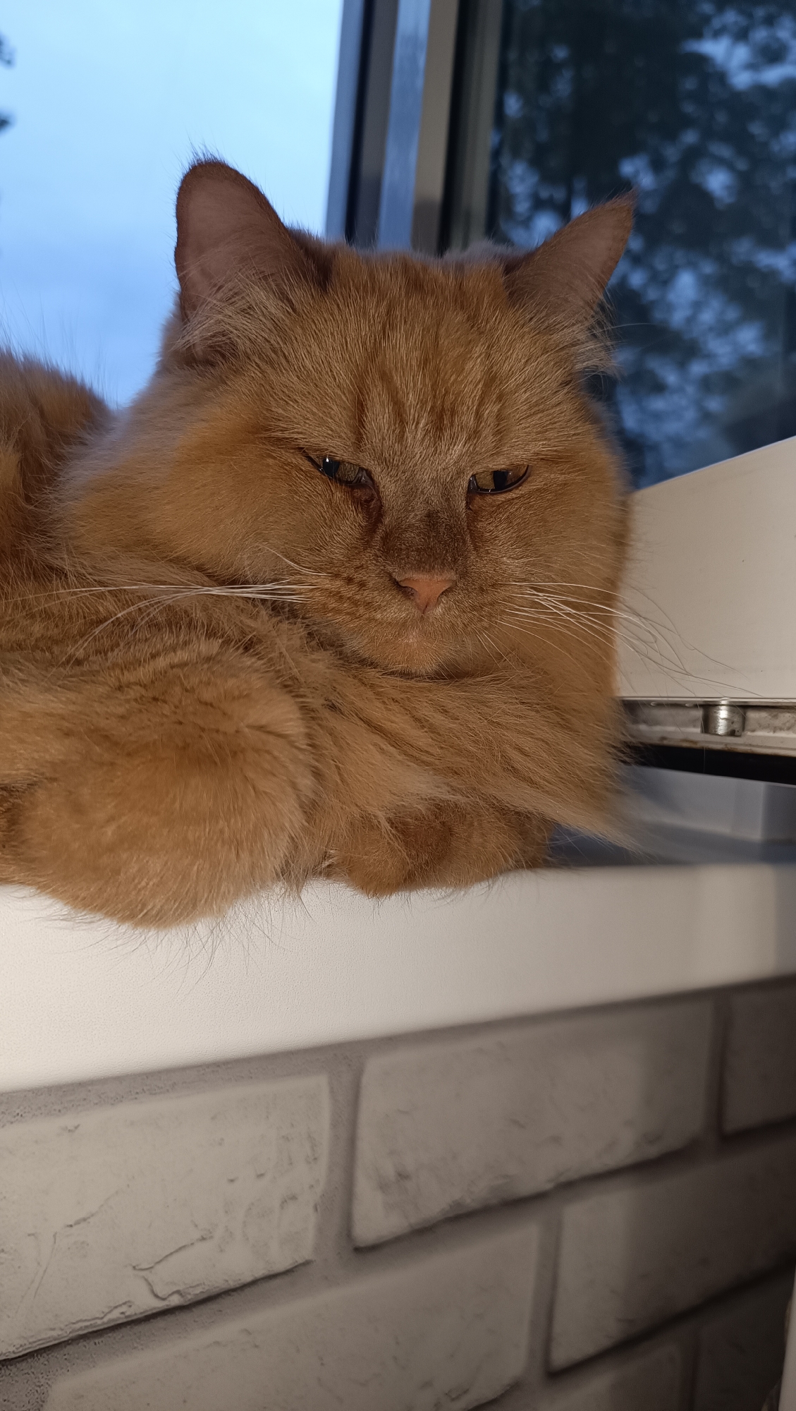 An orange tabby cat is resting on a white windowsill, with a brick pattern wall below it. The cat is looking down and to the right with its eyes partially closed. The cat has long fur and white whiskers. The background shows a blurry view of trees and the sky through a window.