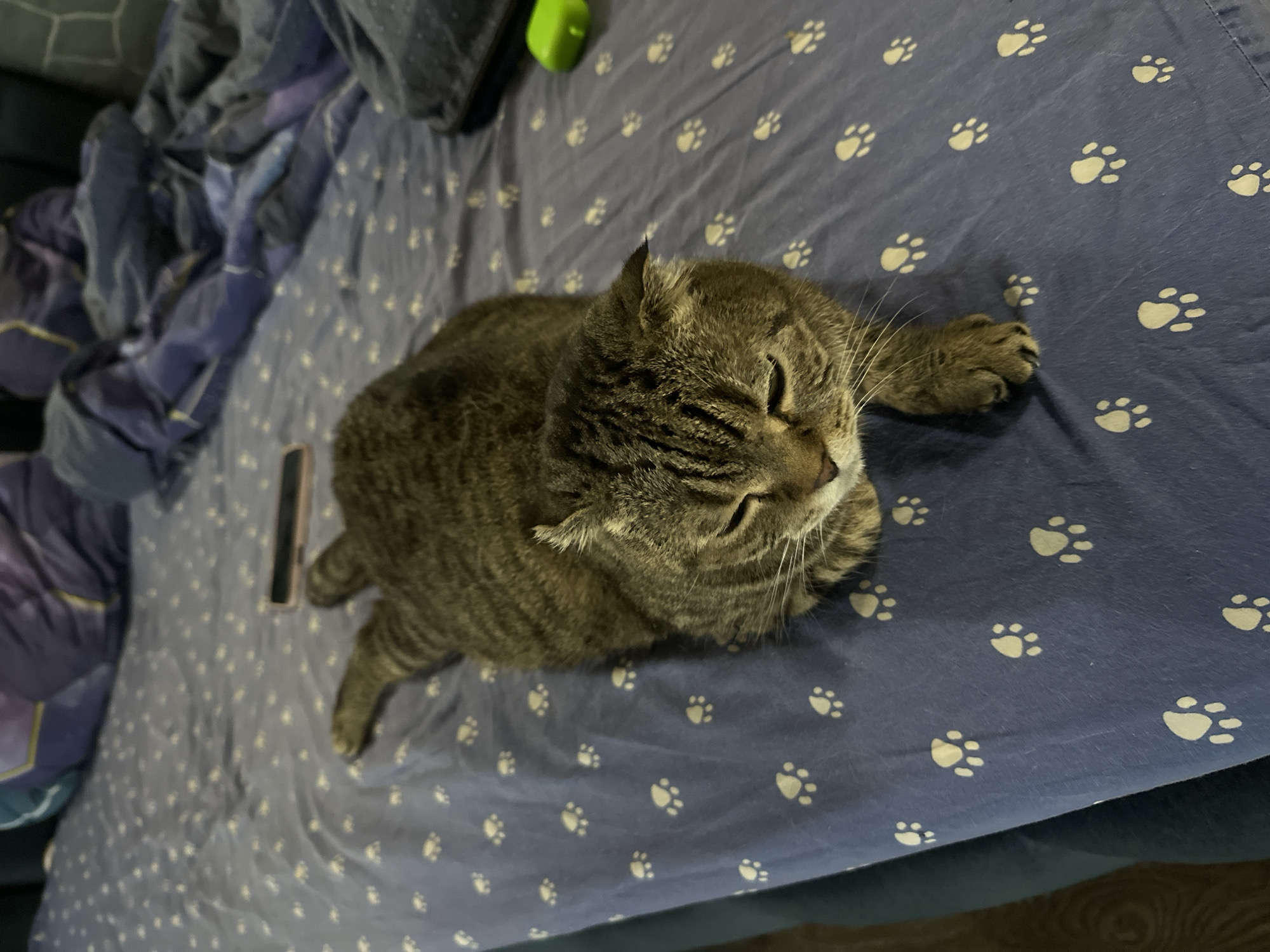 A tabby cat is lying on a blue bedspread with a paw print pattern. The cat is facing the camera with its eyes closed and its head resting on its paws. The bedspread is wrinkled and appears to be made of cotton. There is a black mobile phone lying on the bedspread to the left of the cat, and a green object, possibly a toy, to the right of the cat. The background is out of focus but appears to be a room with purple and blue blankets or comforters on the bed. The scene is indoors, likely in a residential setting. There is no information in the image to determine the location in the city of Ozerki, Russia.