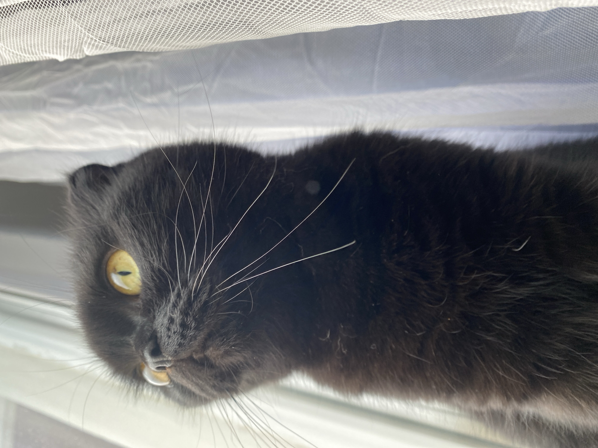 A close-up, low-angle, eye-level shot shows a black cat with bright yellow eyes looking up and to the left. The cat's fur is dark and appears slightly fluffy. Its whiskers are long and white, and its ears are folded down, characteristic of a Scottish Fold breed. The cat is positioned in front of a sheer white curtain that is catching the light. The background is softly blurred, with vertical folds of the curtain creating a textured backdrop. The lighting suggests an indoor setting near a window.