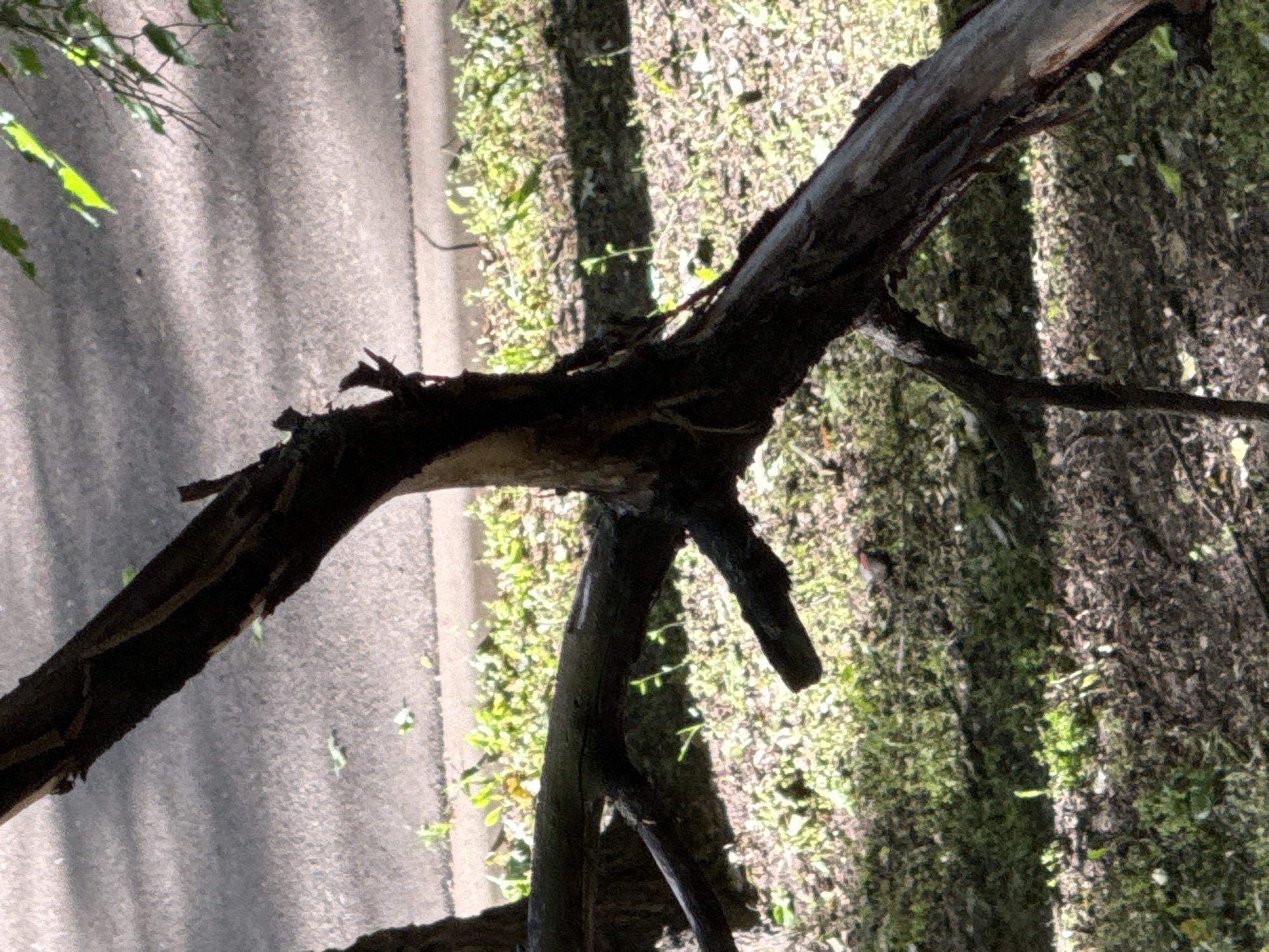 The image shows a close-up of a fallen tree branch with rough bark, partially in shadow, resting on the ground. The ground is covered with green grass, brown leaves, and some small twigs. In the background, a paved surface, possibly a road or sidewalk, is visible, with sunlight dappling through unseen trees. There is no indication of a specific location within Moscow, Russia, nor are there any people or animals depicted in the scene. The overall impression is of a natural, outdoor setting with a focus on the textures and details of the fallen branch and its surroundings.
