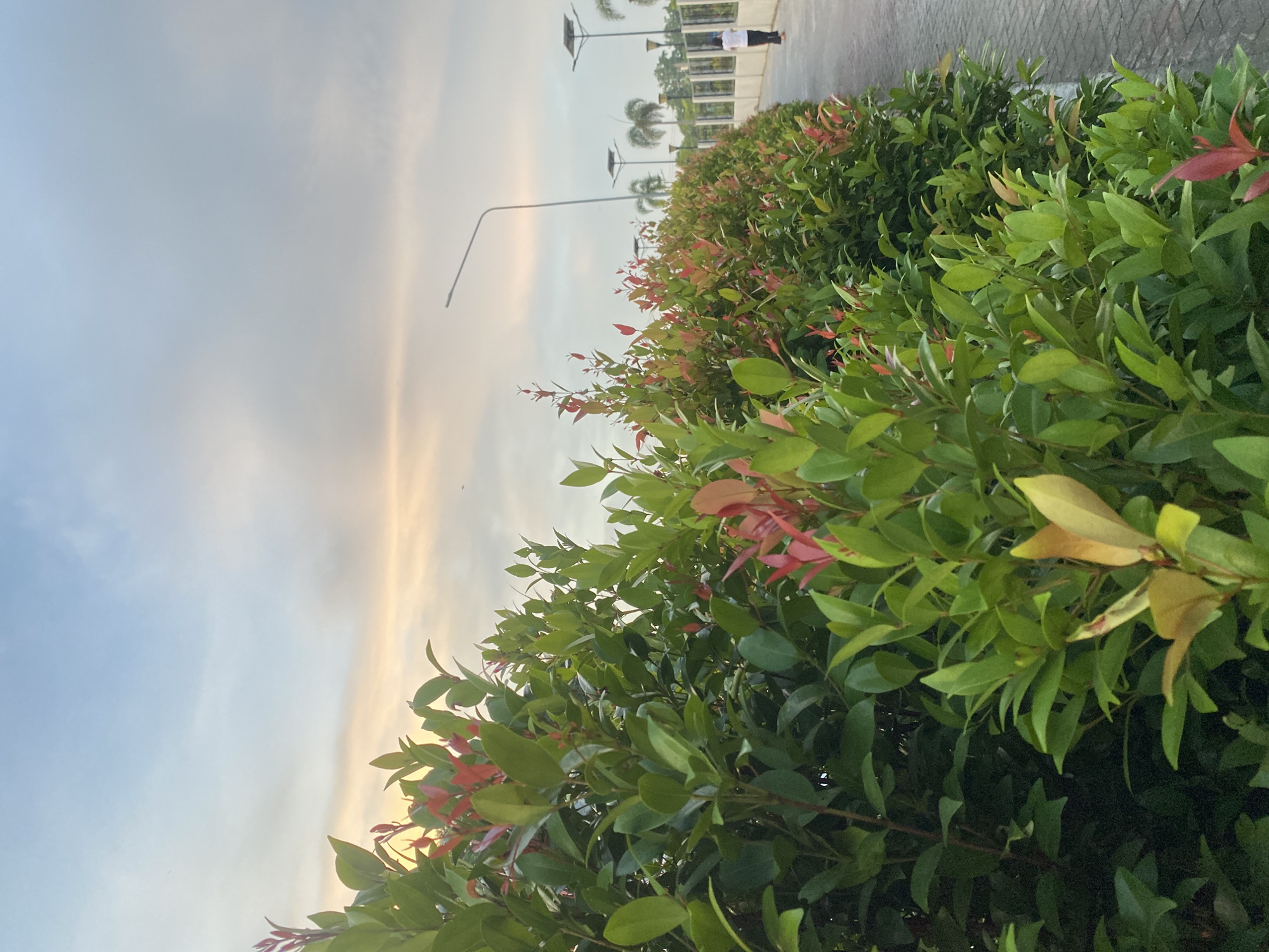 The image depicts a sidewalk lined with lush green hedges that have red-tinged new growth. In the background, a paved path curves to the right, with a person in white and black clothing walking away from the camera. Several lampposts, some with solar panels, are visible along the path, and palm trees can be seen further in the distance. The sky is a pale blue with soft, wispy clouds, indicating either sunrise or sunset. The scene appears to be a public park or a well-maintained walkway within Davao City, Philippines, given the presence of tropical flora and infrastructure common in such locations.