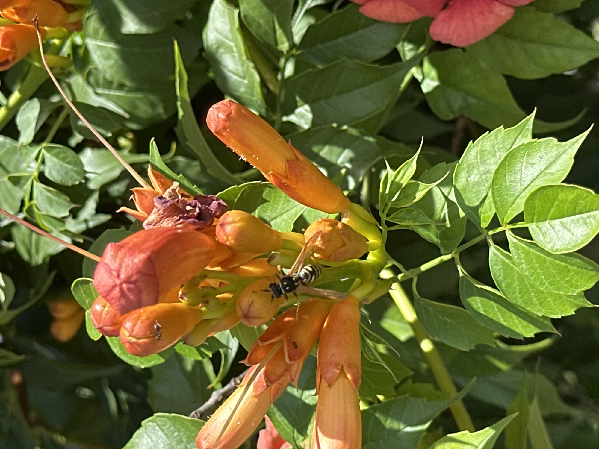 In Zhovte, Ukraine, a close-up shot captures a bright orange trumpet vine blossom cluster on a sunny day. A wasp with black and yellow stripes is perched on one of the tubular flowers, appearing to collect nectar. The foreground is dominated by the vibrant orange blossoms and lush green leaves of the vine. In the background, more foliage and a glimpse of another red blossom are visible, suggesting a garden or park setting. The lighting indicates it is daytime, with sunlight casting shadows and highlighting the textures of the plant and the insect.