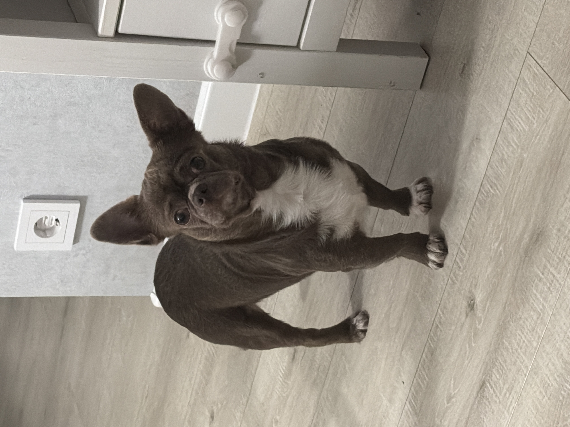 A medium shot shows a small, brown and white chihuahua dog looking up at the camera. The dog is standing on a light-colored, wood-look floor. The dog is positioned between a white wall with an electrical outlet and a white cabinet with a safety latch. The location is indoors. The location in the city of Votkinsk, Russia is unknown.