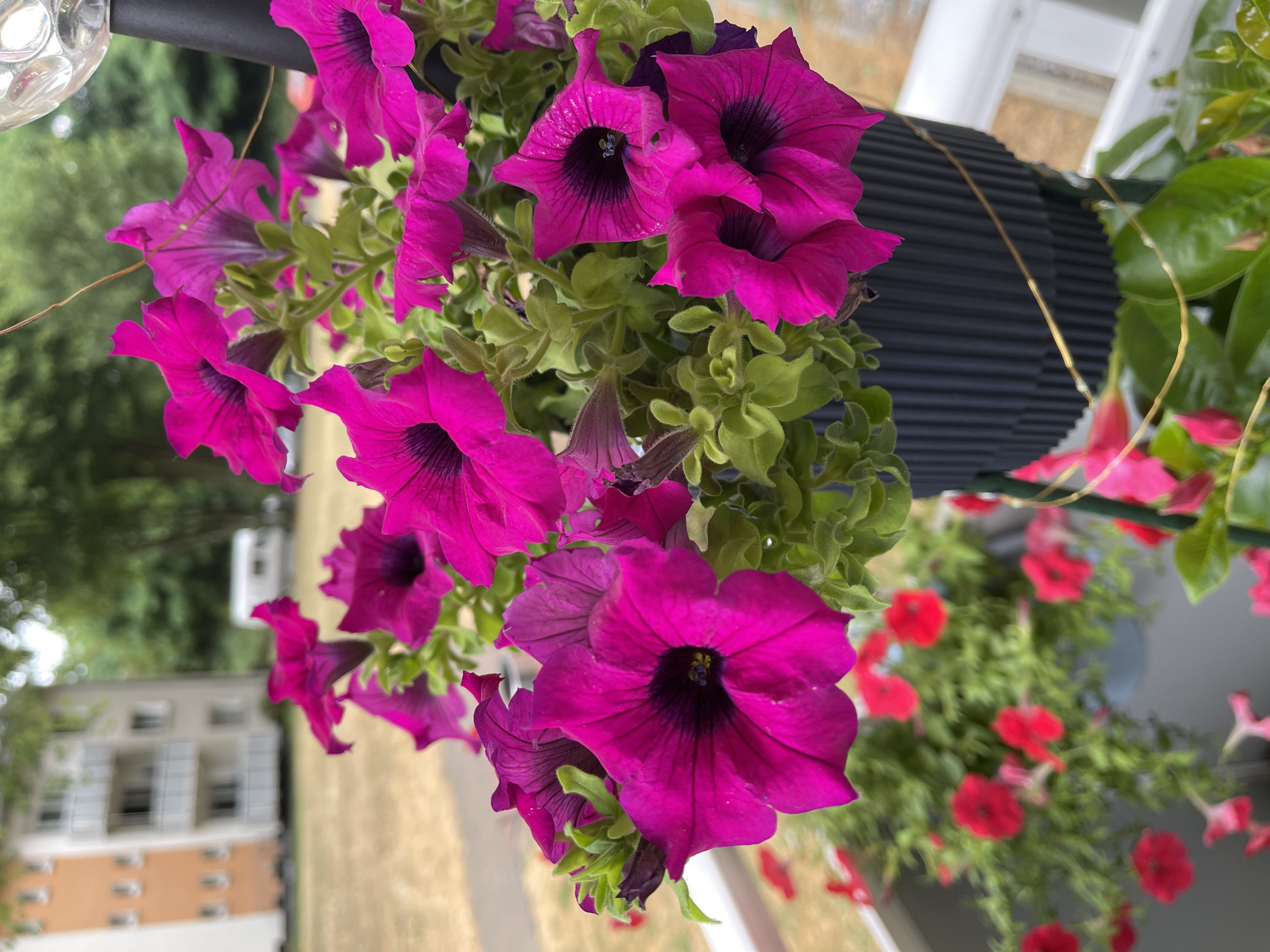 A close-up shot focuses on vibrant magenta petunias blooming in a dark, ribbed planter. The flowers are densely packed, with several blooms prominently displayed in the foreground and center of the image. Their petals are ruffled and have dark purple centers. Green, fuzzy foliage surrounds the flowers, adding texture to the arrangement.
In the background, a blurred apartment building with orange and white accents stands behind a dry, grassy area. Further back, a white camper van is visible. The scene appears to be on a balcony or patio, suggested by the white railing in the lower right corner and the overall framing of the shot. A thin, golden wire wraps around the planter and is attached to green supports, hinting at a decorative or structural element. The lighting suggests it is daytime, with the sun casting a soft glow on the flowers.