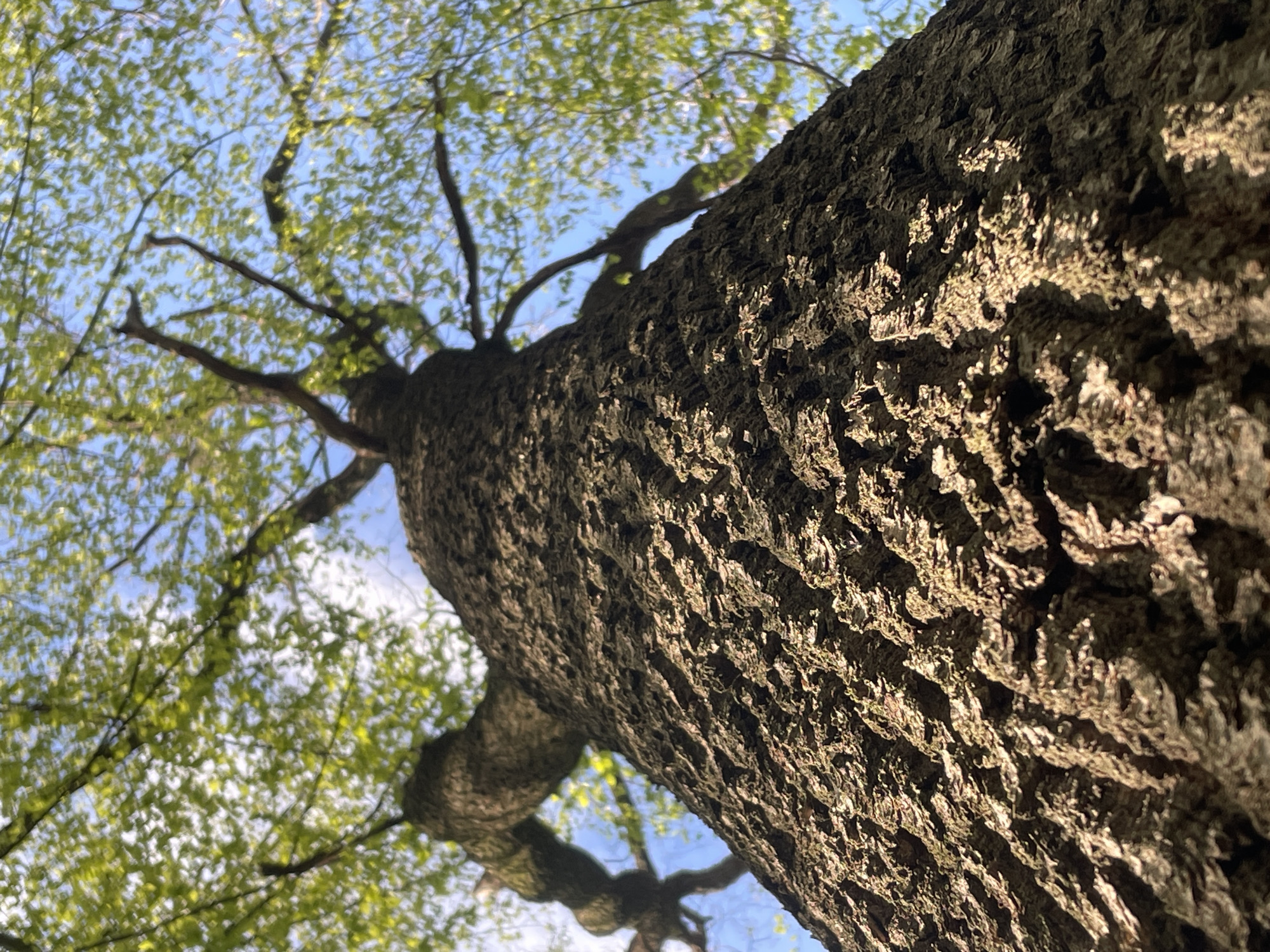 The image shows a worm's-eye view of a tree trunk with branches and green leaves against a blue sky. The bark of the tree is rough and textured, and sunlight is visible on the trunk. It's hard to prove the location with information available in the picture.