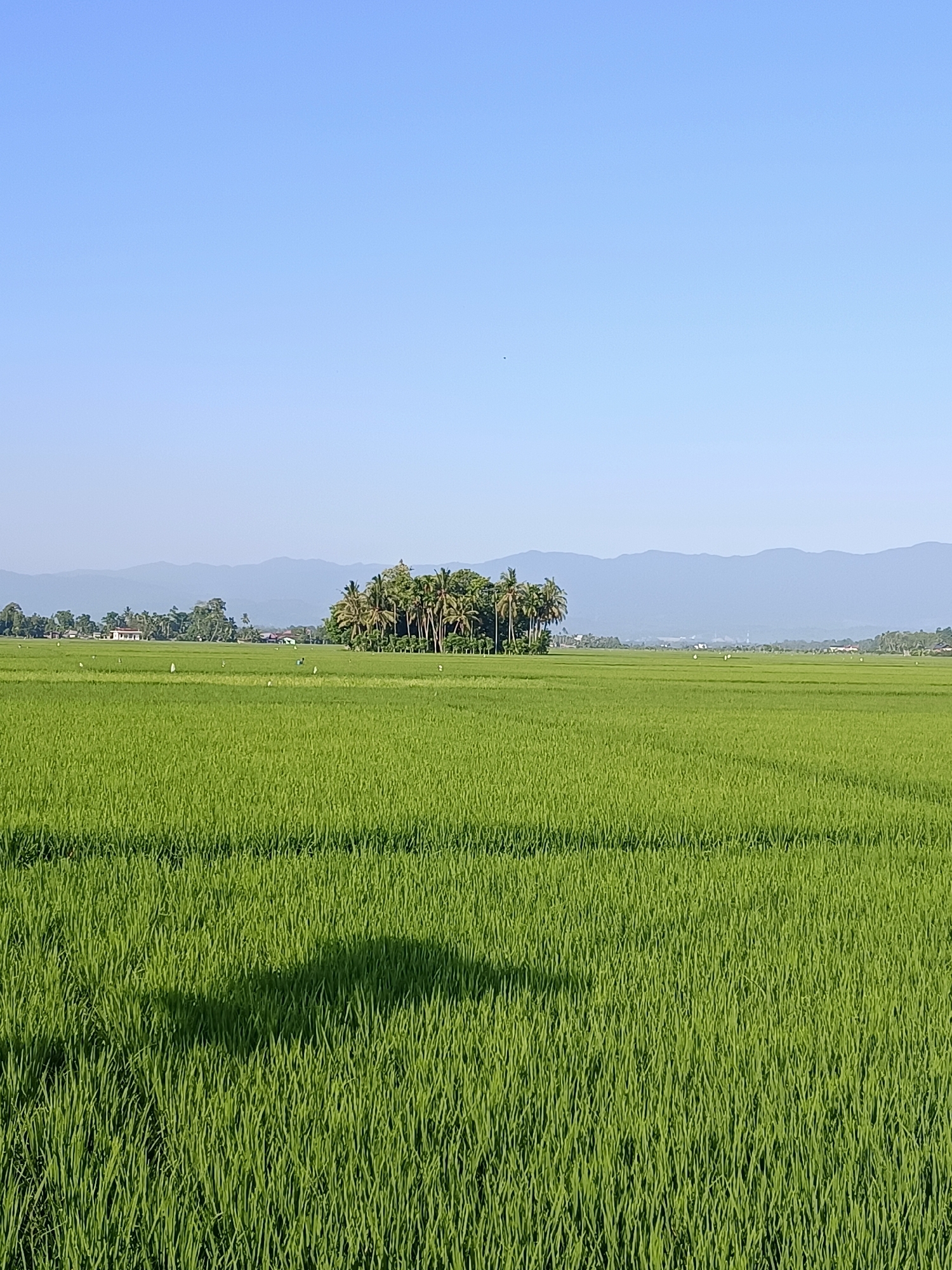 A wide-angle shot captures a verdant expanse of rice paddies under a clear, pale blue sky in Blang Lilue, Indonesia. The foreground is dominated by the dense, green stalks of rice, with a distinct shadow of an unseen object falling across the lower portion of the frame. In the middle distance, a cluster of palm trees stands out against the flat landscape, with a few small buildings and scattered white objects, possibly scarecrows, visible amongst the fields. Beyond the rice paddies, rolling hills covered in trees form a backdrop, and in the far distance, a range of muted blue mountains recedes into the horizon. The overall scene depicts a serene agricultural landscape bathed in sunlight.