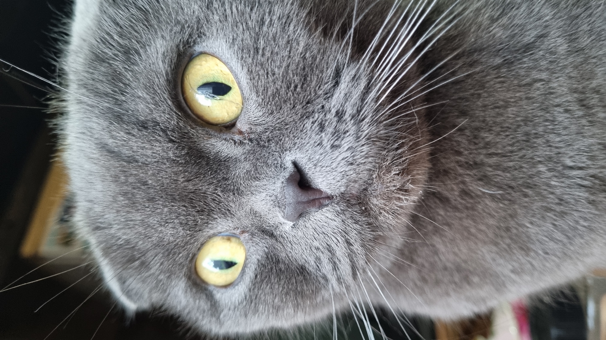 A close-up, head-on, medium shot captures the face of a grey Scottish Fold cat. The cat's large, bright yellow eyes are the focal point, with dark, vertical pupils. Its fur is short and dense, with visible whiskers fanning out from its muzzle. The cat's nose is small and dark. The background is dark and out of focus, with hints of brown and yellow objects visible. The image is sharp and clear, with no visible signs of damage or alteration. The scene is devoid of any human presence or interaction. The location of Vysokoe, Russia, is not evident in the image.