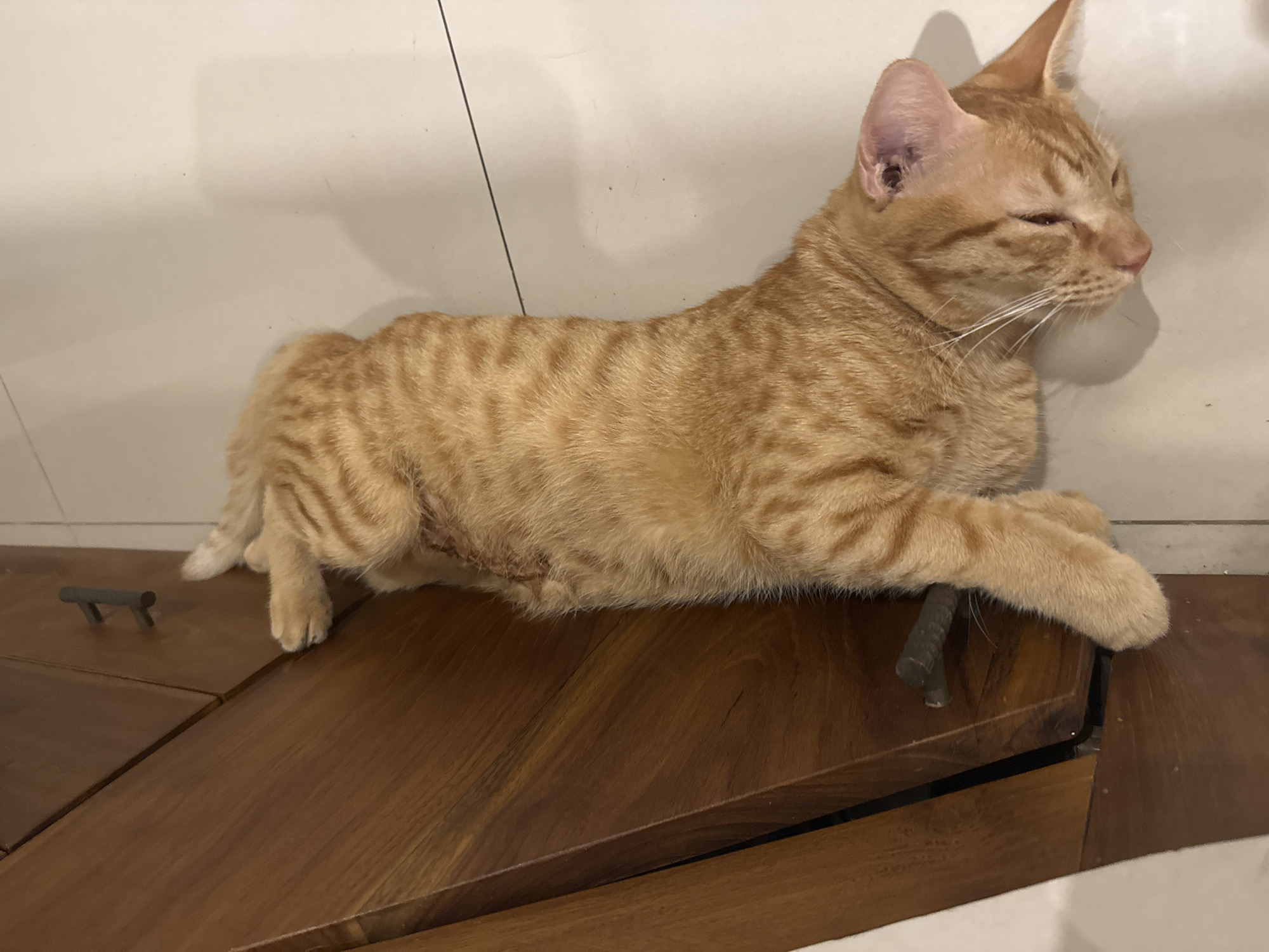 An orange tabby cat is pictured lying down and stretching out on a dark brown wooden surface. The cat, with distinct mackerel stripes, is positioned facing right, with its body elongated and front paws extended. Its eyes are partially closed, suggesting it is relaxed, sleepy, or squinting slightly. Its whiskers are prominent, and its pink nose and inner ears are visible.
The wooden surface underneath the cat appears to be a piece of furniture, possibly a cabinet or chest, given the visible seams and dark gray or black metal handles. One handle is clearly visible on the left side of the image, and another is partially obscured by the cat's right front paw on the right side. Behind the cat is a light-colored, possibly white, tiled wall with dark grout lines running vertically and horizontally. Shadows are cast on the wall behind the cat, indicating an overhead or side light source. The overall impression is one of a calm, domestic scene, likely indoors in Denpasar, Indonesia, where the cat is comfortably resting. There is no visible text in the image.