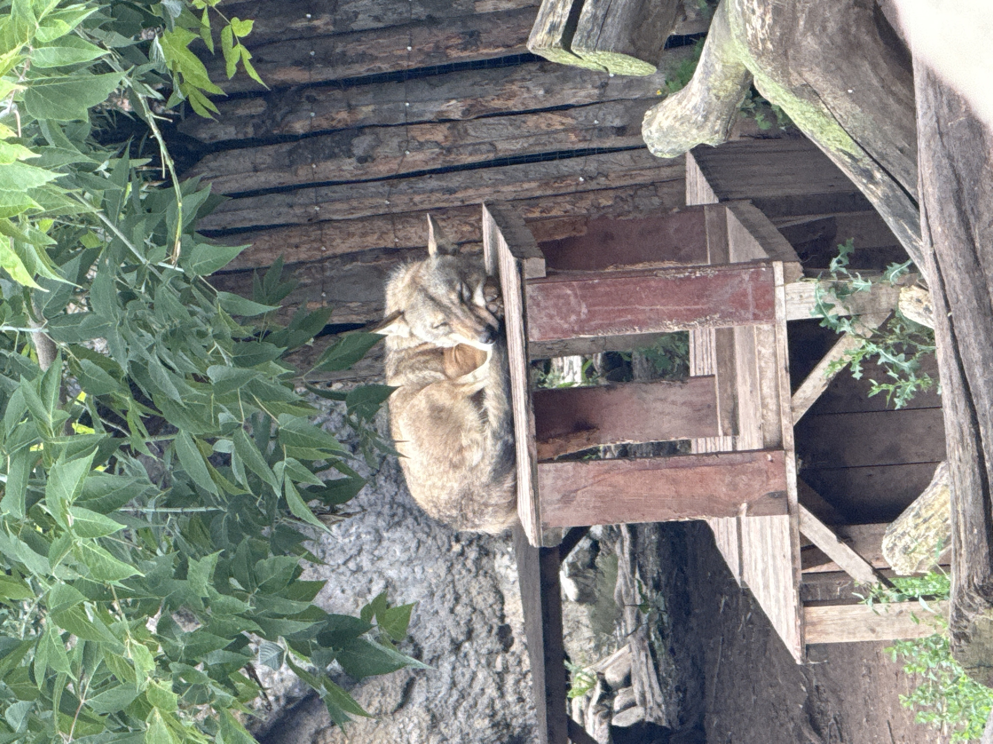 A wolf is sleeping on a wooden platform. The wolf is curled up on its side, with its head resting on its paws. The wolf is light brown and tan in color. The wooden platform is made of rough-hewn planks and is elevated off the ground. In the background, there is a rock wall and a wooden fence. Green leaves are visible in the upper part of the image. The scene appears to be an enclosure in an outdoor setting, possibly a zoo or wildlife park. The image does not provide any specific information or context related to the city of Izhevsk, Russia.