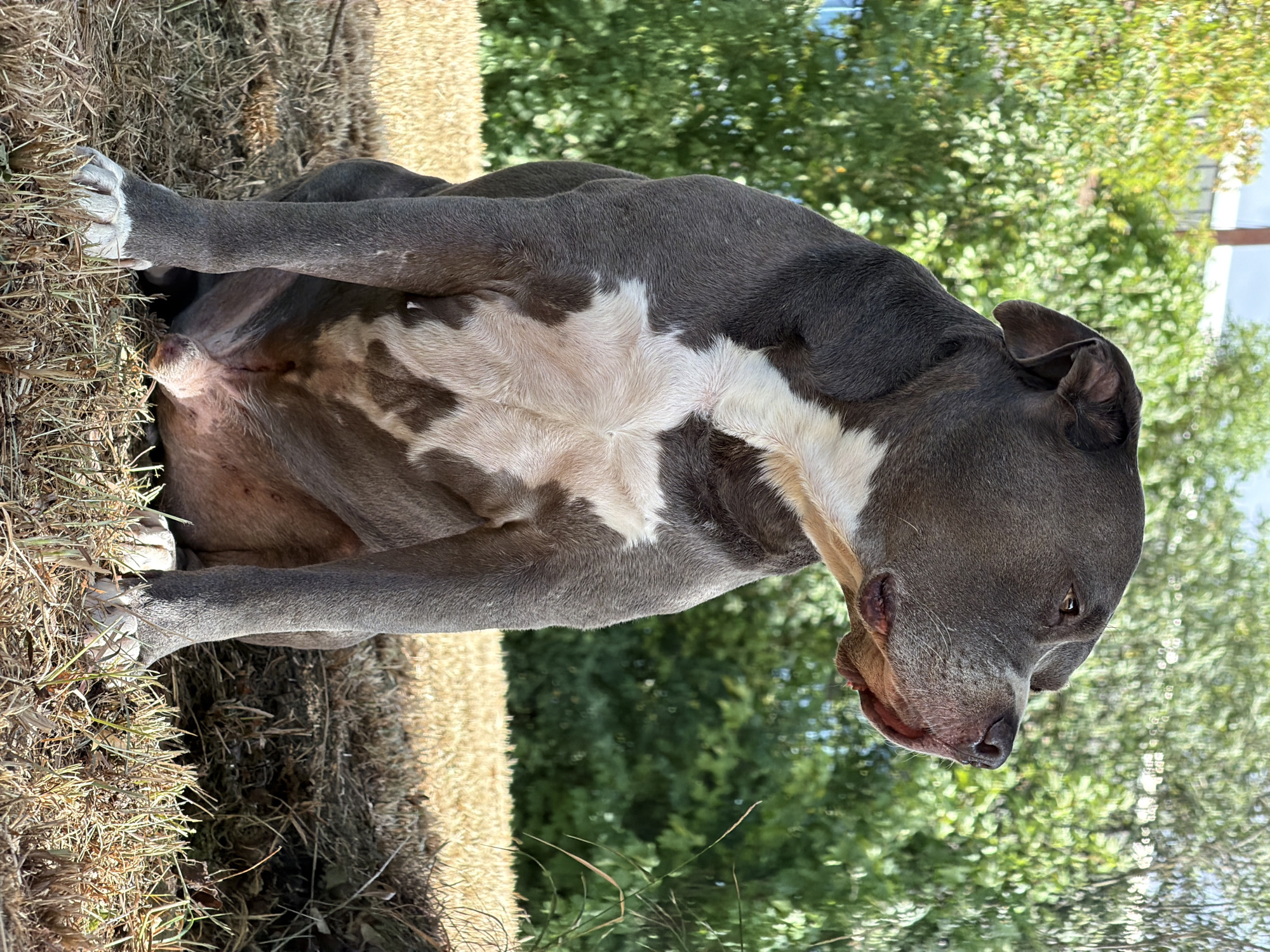 The image shows a brindle and white pit bull dog sitting on dry grass with a blurred background of green trees and foliage. The dog is looking to the right, with its head slightly tilted upwards. The dog's fur is predominantly dark grey with white markings on its chest and paws. The lighting suggests it is daytime, with sunlight casting shadows. The scene appears to be an outdoor setting, possibly a park or backyard, in Esch-sur-Alzette, Luxembourg. There are no people or other animals visible in the image, and no specific objects or actions are discernible beyond the dog's pose.
