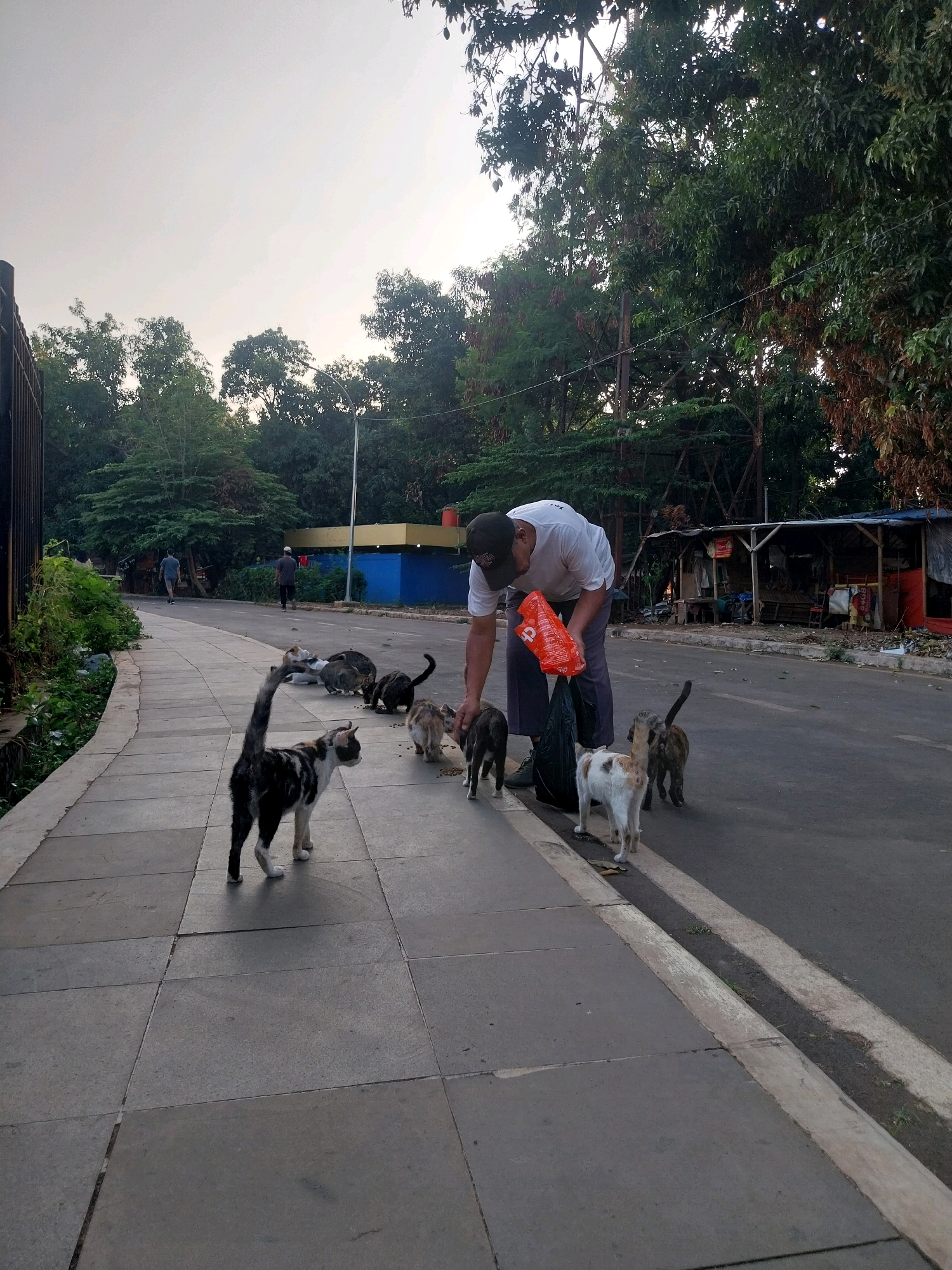 A man in a white t-shirt and dark pants, wearing a baseball cap, is feeding a group of stray cats on a sidewalk in the city of Cirebon, Indonesia. The man is holding an orange plastic bag and appears to be emptying it onto the ground, presumably for the cats to eat. Several cats, of various colors and patterns, are gathered around him, looking at the food.
The sidewalk is paved with large gray square tiles. To the right of the sidewalk is a paved road with a concrete curb. Further to the right, across the road, are some dilapidated structures that appear to be small shops or stalls, with corrugated metal roofs and open fronts. In the background, there are trees and vegetation, suggesting an outdoor urban environment. The sky is overcast, indicating it might be early morning or late afternoon. Two other individuals can be seen walking in the distance on the road.
