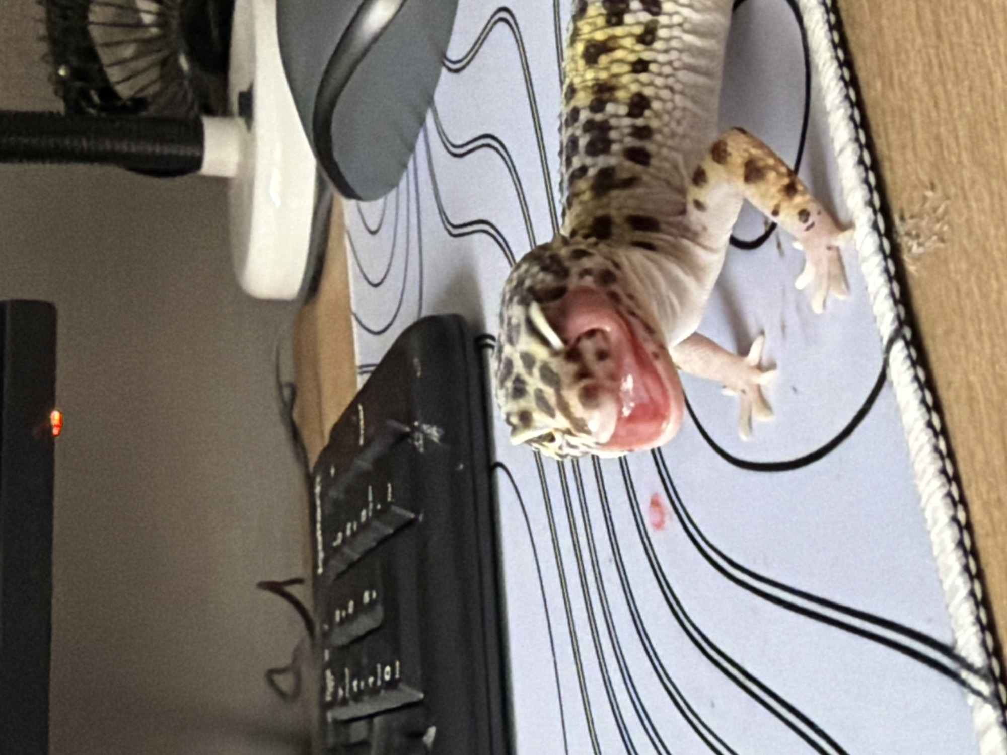 An image taken in Izhevsk, Russia, captures a close-up, rotated view of a leopard gecko mid-yawn or stretch on a computer desk. The gecko, with its distinctive yellow-tan skin and dark brown-black spots, is the central subject, its mouth wide open revealing a pink interior. Its slender limbs and digits are visible as it rests on a light blue/grey mousepad adorned with black, wavy parallel lines and a white stitched edge.
Surrounding the gecko, various computer peripherals are visible. A dark gray and black computer mouse is situated to the upper left of the gecko. Further left, a black USB desk fan with a white circular base is partially in view. In the lower-left section of the frame, a black computer keyboard is partially captured. A wooden desk surface runs along the right edge of the image. A faint red indicator light from an unseen electronic device can be spotted in the dark background on the far left. The overall scene suggests an indoor environment, likely a home office or personal workspace, highlighting a pet gecko interacting with its surroundings. No discernible text is visible in the image.