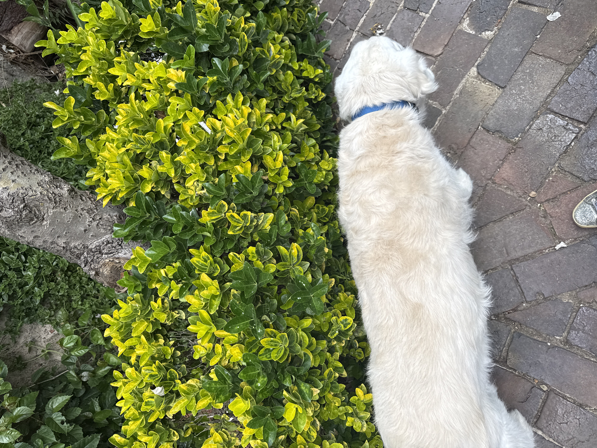 A high-angle shot shows a white dog with a blue collar standing on a brick sidewalk next to a green and yellow bush. The location is outdoors, evidenced by the brick sidewalk and greenery.