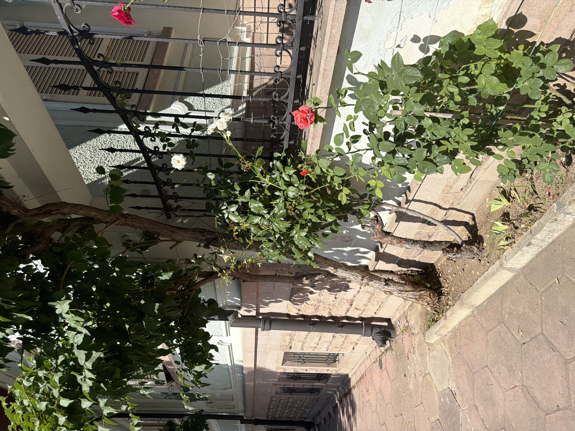 The image depicts a close-up, eye-level view of a narrow, paved walkway alongside a building. The walkway is made of interlocking hexagonal and rectangular reddish-brown paving stones. To the right of the walkway is a raised concrete curb, behind which is a patch of dry soil.
Adjacent to the soil is the lower section of a light-colored building with a rough, textured facade. The lower part of the building is constructed with roughly hewn, light brown stones. A dark gray downspout runs vertically along the stone wall.
In front of the building, a young tree with a thin, gnarled trunk and green leaves grows. To its right, a rose bush with vibrant green leaves and several blooms is visible. One prominent red rose is in full bloom, positioned centrally, with a few smaller buds and leaves. Several white roses are also visible higher up, near a black wrought-iron fence that runs horizontally across the middle ground of the image. The fence has decorative scrollwork and sharp, pointed finials.
Behind the fence, the upper section of the building is visible, painted a light greenish-blue. A closed wooden shutter with horizontal slats is set into a window. Sunlight casts distinct shadows across the scene, highlighting the textures of the building facade and the paving stones. The overall environment appears to be an outdoor urban setting, likely a residential area given the building and garden elements. The image does not contain any people or visible actions.