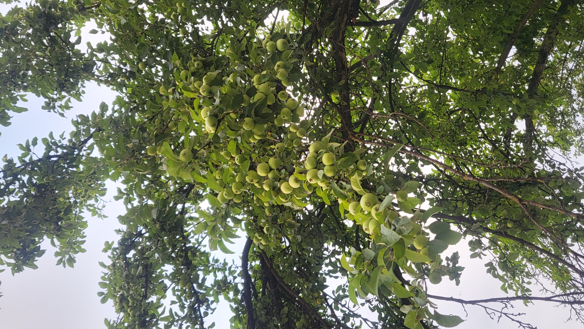 The image shows an apple tree laden with numerous green apples. The tree is dense with foliage, and its branches are covered in small, unripe apples. The scene is photographed from below, looking up towards the sky through the branches. There are no people or any other discernible objects or structures visible. The lighting suggests an overcast day. The location in Novocheboksarsk, Russia, is not evident from the image itself, but it is described as the context for this image.