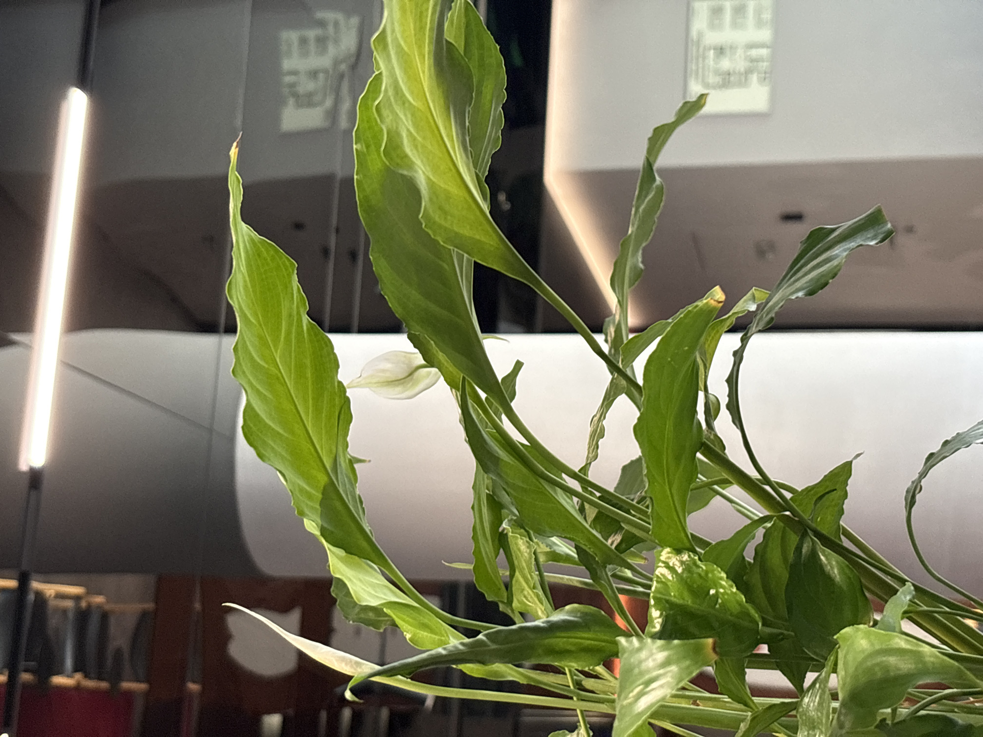 An indoor close-up shot features a Peace Lily plant with prominent green leaves and two white spathes. The plant is positioned in the foreground, with its leaves and stems filling the majority of the frame. In the blurred background, a modern interior space is visible, characterized by architectural elements such as a curved pillar, ceiling-mounted lighting, and what appears to be a digital display or screen on a wall. The lighting in the scene is artificial, emanating from above and from a soft, diffused source in the background. The environment suggests an office or public building with contemporary design. The image lacks any indication of the city of Moscow, Russia.