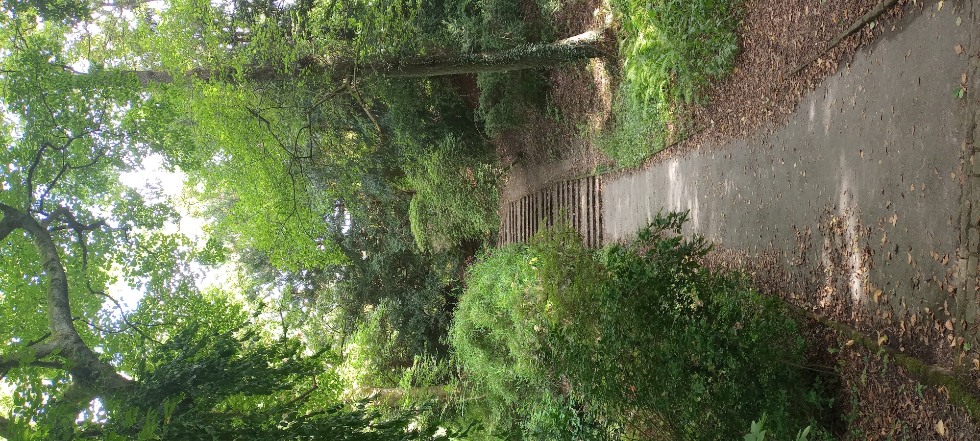 This is a vertical, eye-level, full-shot photograph of a paved path leading up a set of stone stairs in a park. The path is covered in fallen leaves, as is the surrounding ground. The stairs are also flanked by lush green foliage. Tall trees with vibrant green leaves create a dense canopy overhead, with dappled sunlight filtering through. The scene is serene and appears to be located in a forest or densely wooded park. The image does not contain any people or animals. The overall impression is one of natural beauty and tranquility.