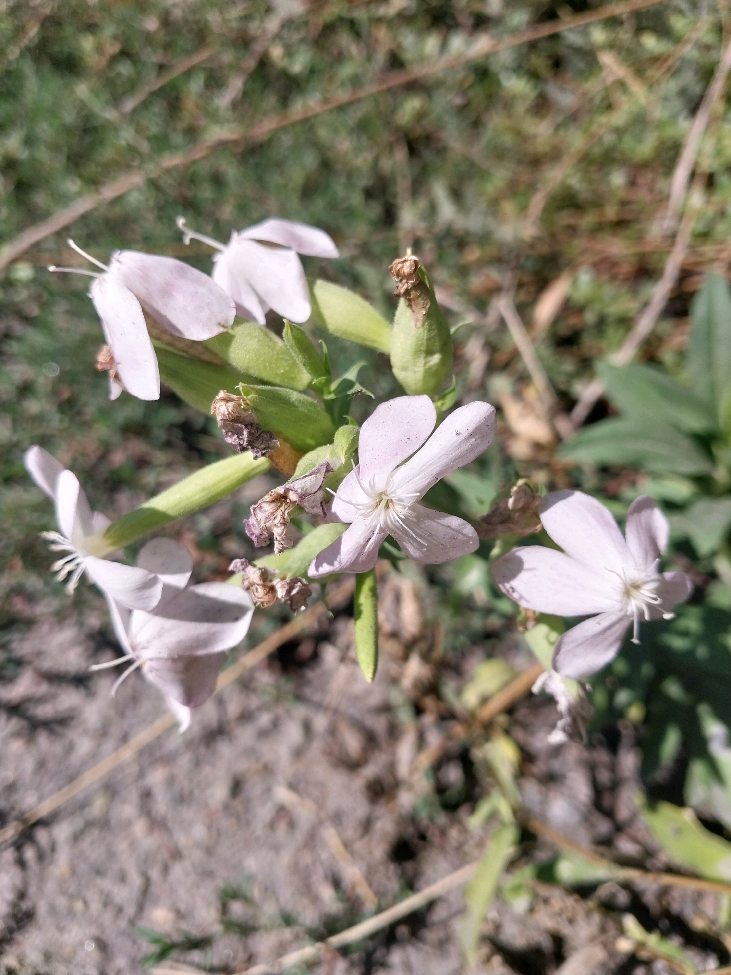 A close-up, eye-level shot captures a cluster of delicate, pale pink flowers in bloom. The flowers, with their five notched petals and prominent white stamens, are the central focus. They are interspersed with green sepals and some dried, withered flower remnants. The background is a blur of green foliage, dry grasses, and muted brown earth, suggesting an outdoor, natural environment. The lighting appears to be natural sunlight, creating soft shadows and highlighting the textures of the petals and sepals. There are no people, animals, or man-made objects visible in the scene. The image does not provide any information that would allow for a specific location within the city of Dnipro, Ukraine, to be identified.